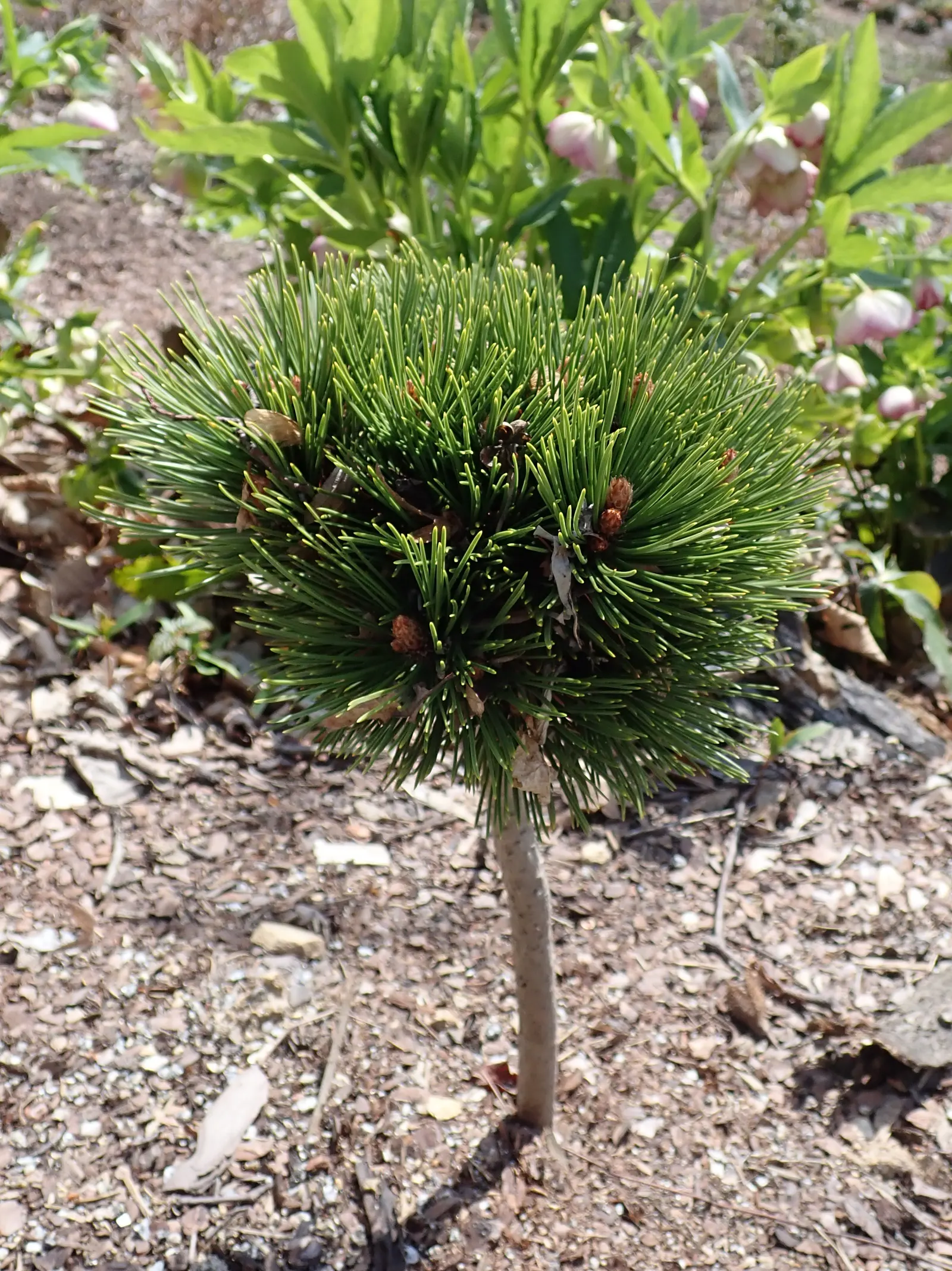 Bosnian Pine (Pinus Heldreichii) — Its dense, dark green needles and distinctive conical purple cones add year-round interest; it prefers well-drained soil and