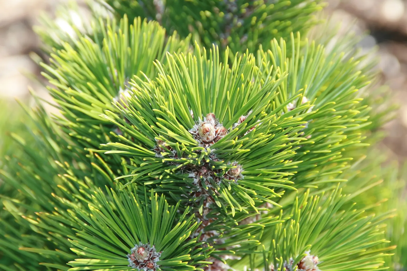 Bosnian Pine (Pinus Heldreichii) — Its ability to withstand cold temperatures and capacity to adapt to various soil types