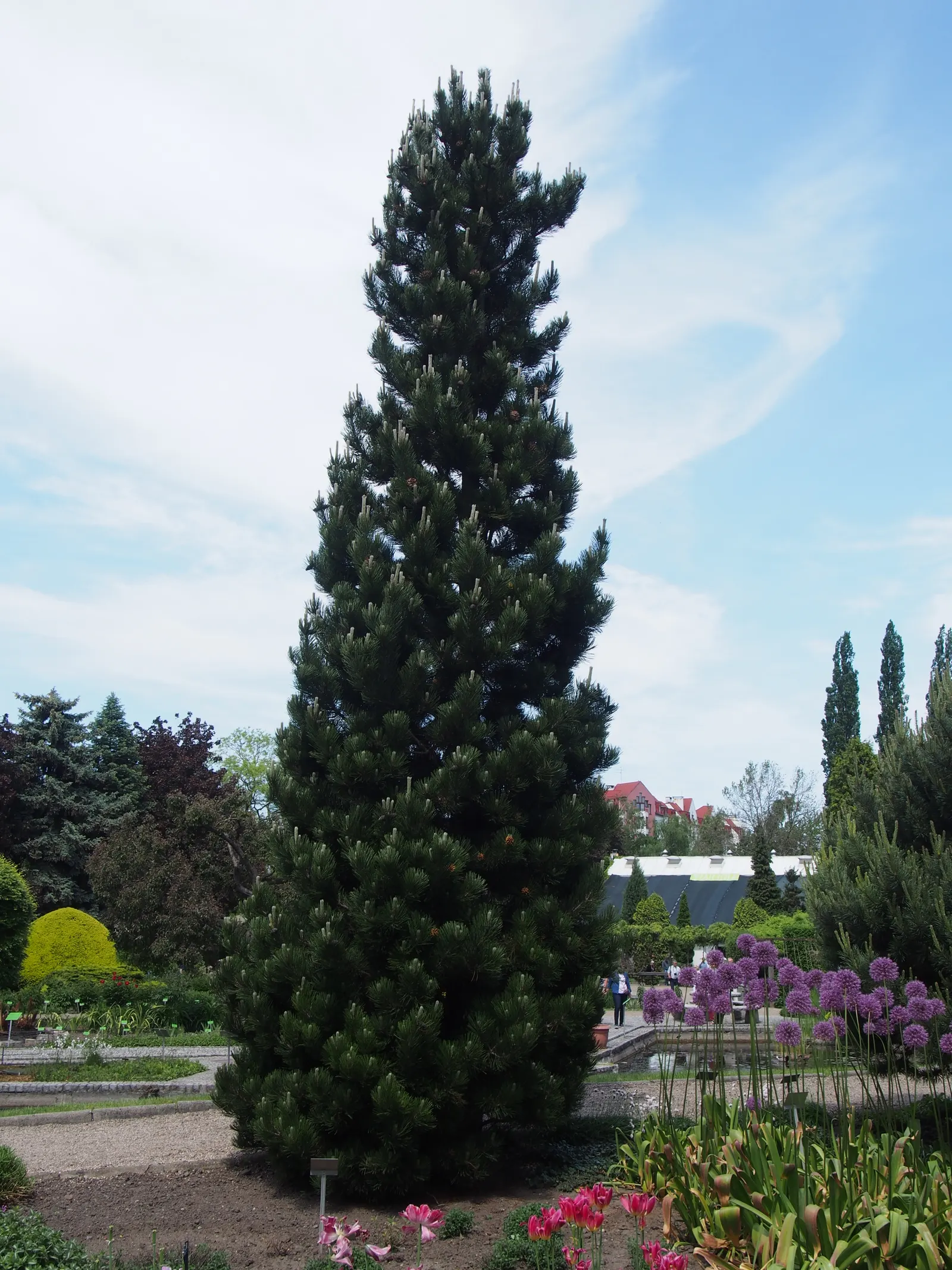 Bosnian Pine (Pinus Heldreichii) — with a canopy spread of 20 to 30 feet when reaching full maturity; this exquisite conifer can achieve a height ranging from
