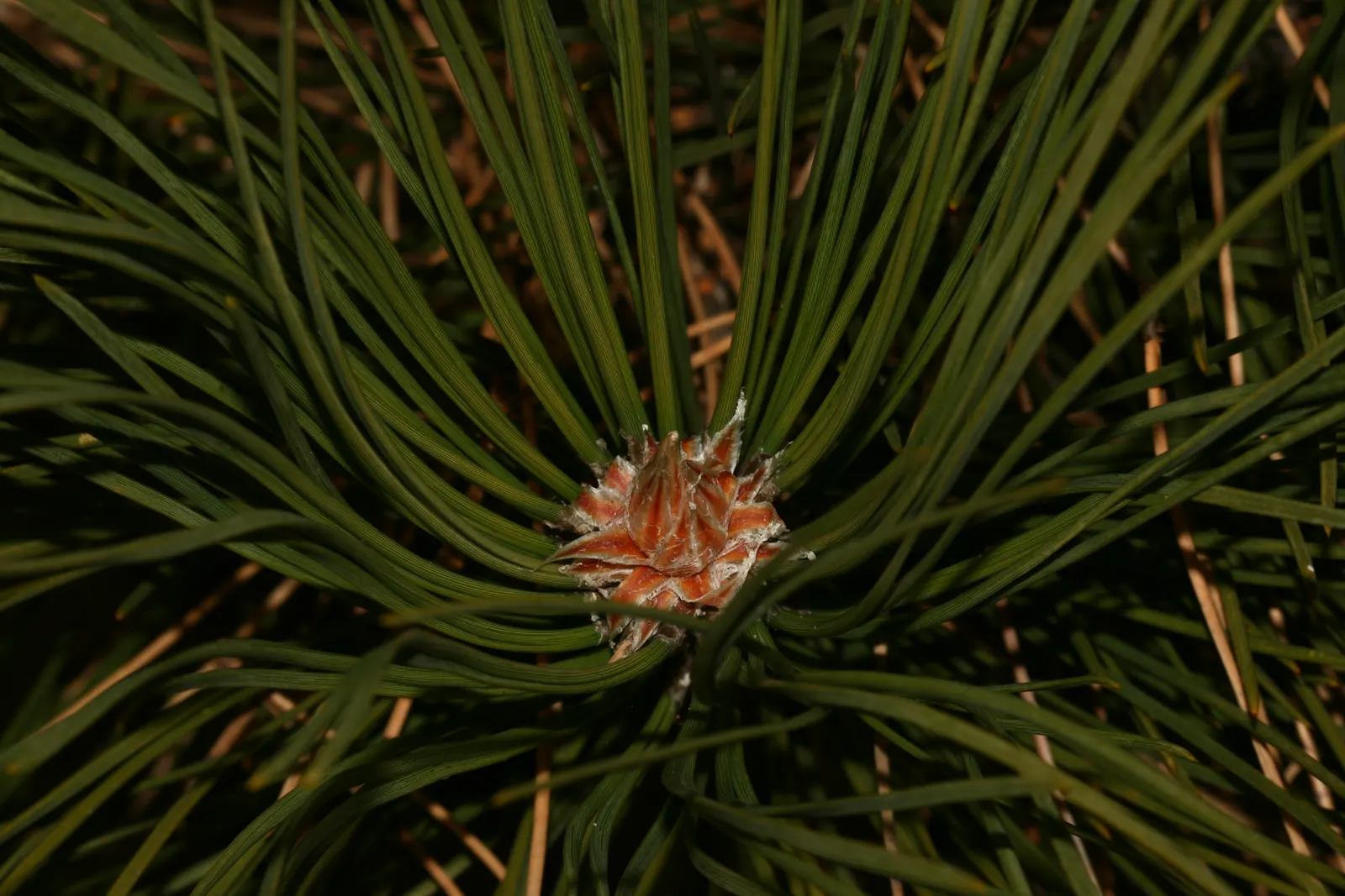 Bosnian Pine (Pinus Heldreichii) — it thrives in well-drained soil and full sun