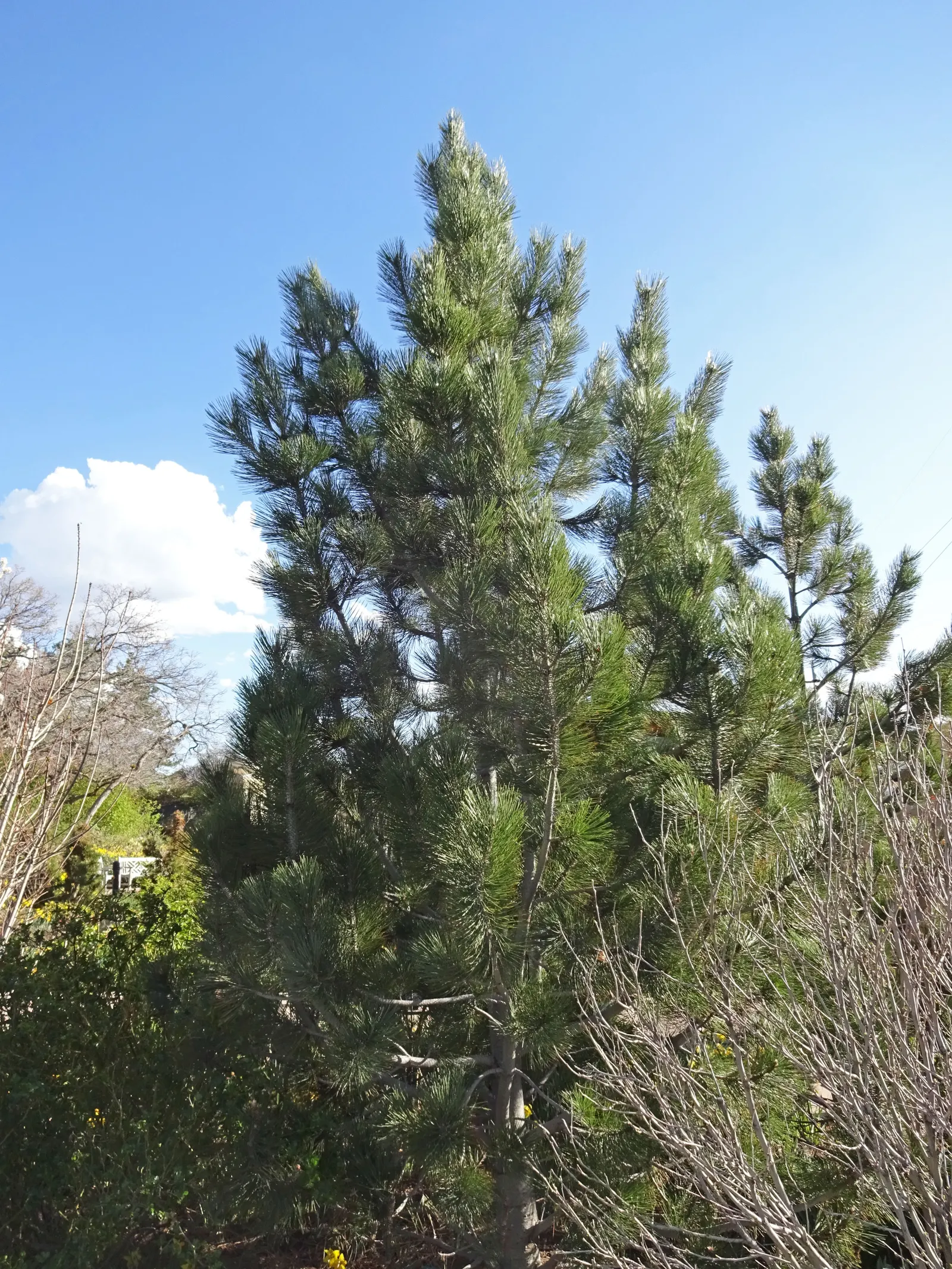 Bosnian Pine (Pinus Heldreichii) — <br><br>The needles of Pinus heldreichii are a rich; it thrives in well-drained soil and full sun