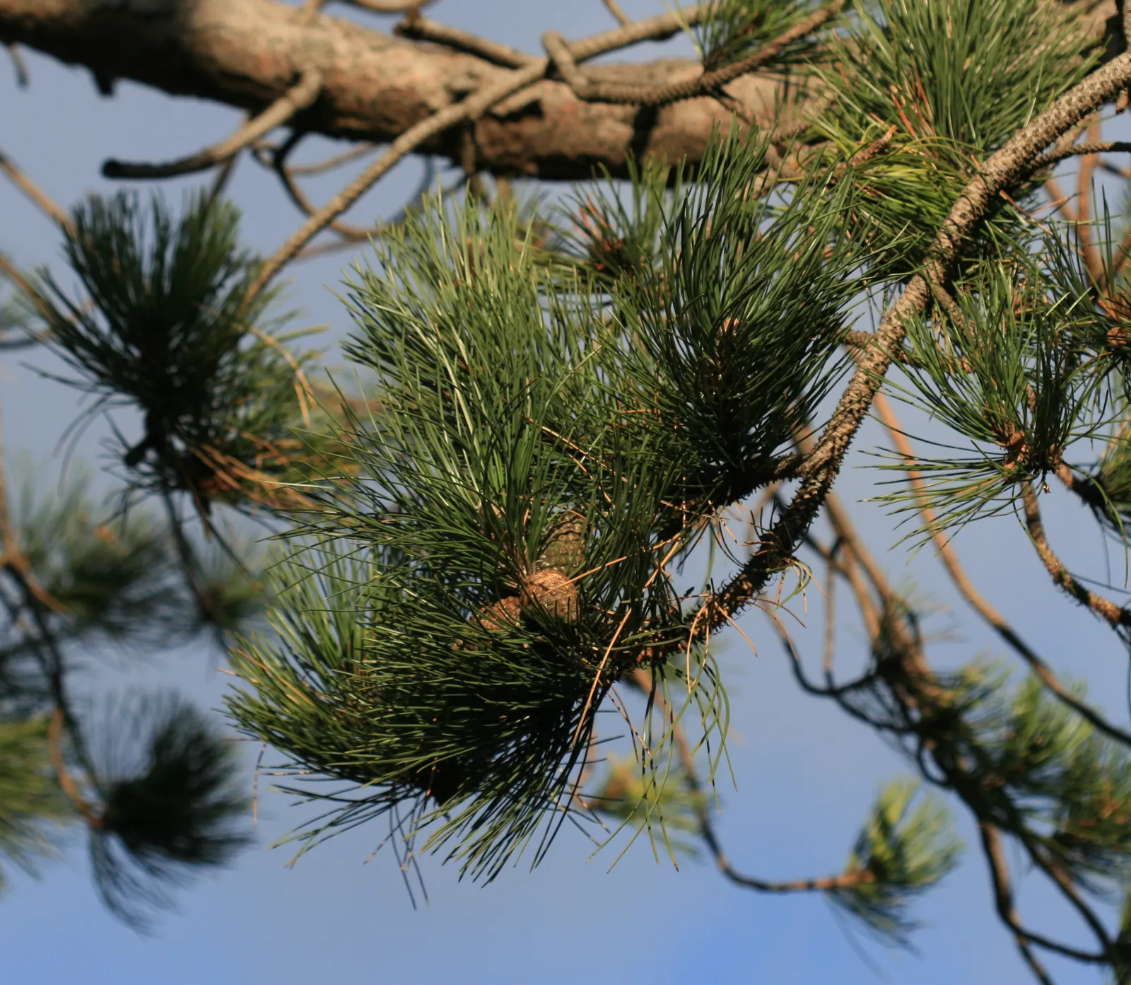 Bosnian Pine (Pinus Heldreichii) — emerging a subtle green and maturing to a woody