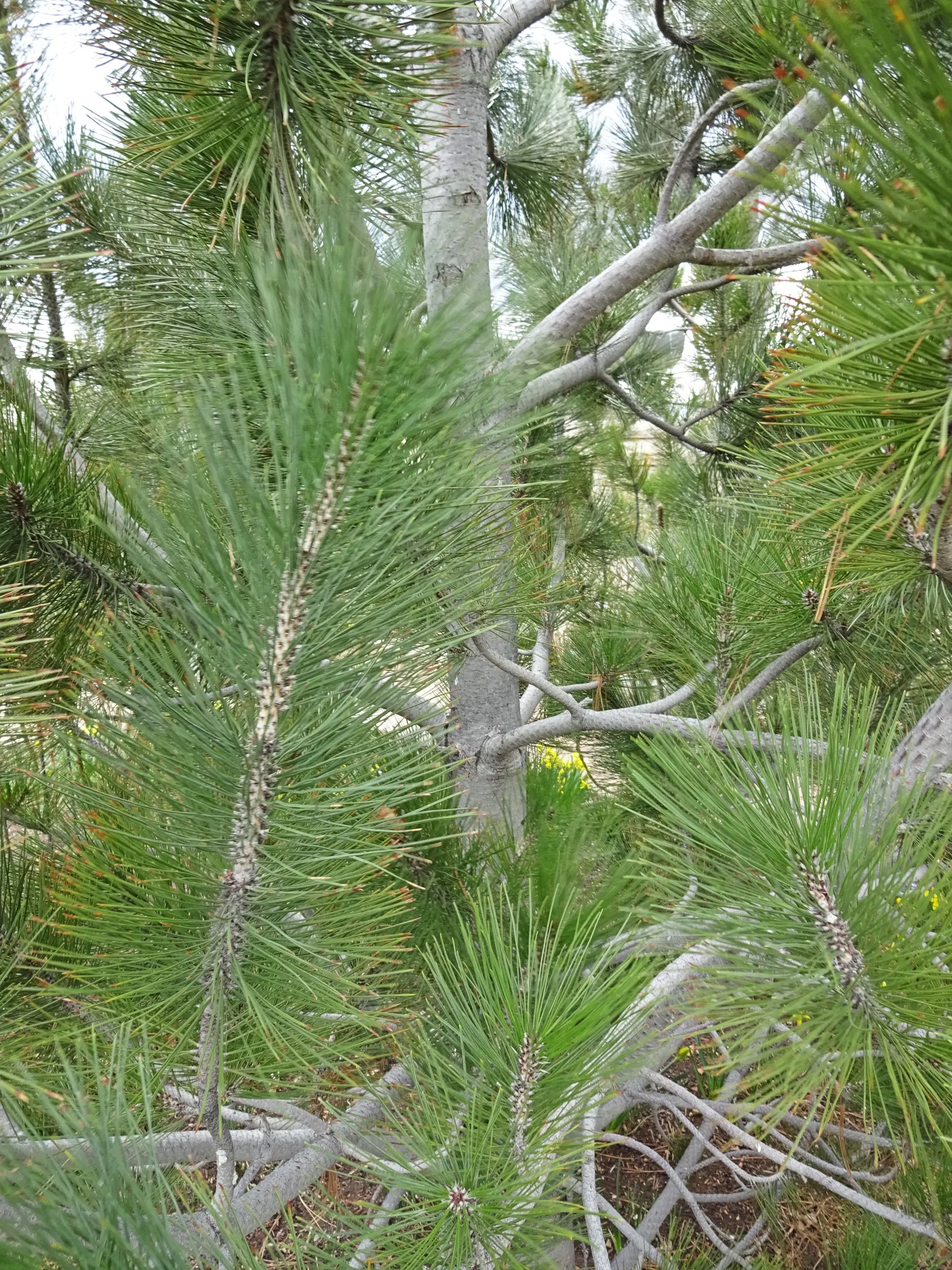 Bosnian Pine (Pinus Heldreichii) — prized for its adaptability and ornamental qualities