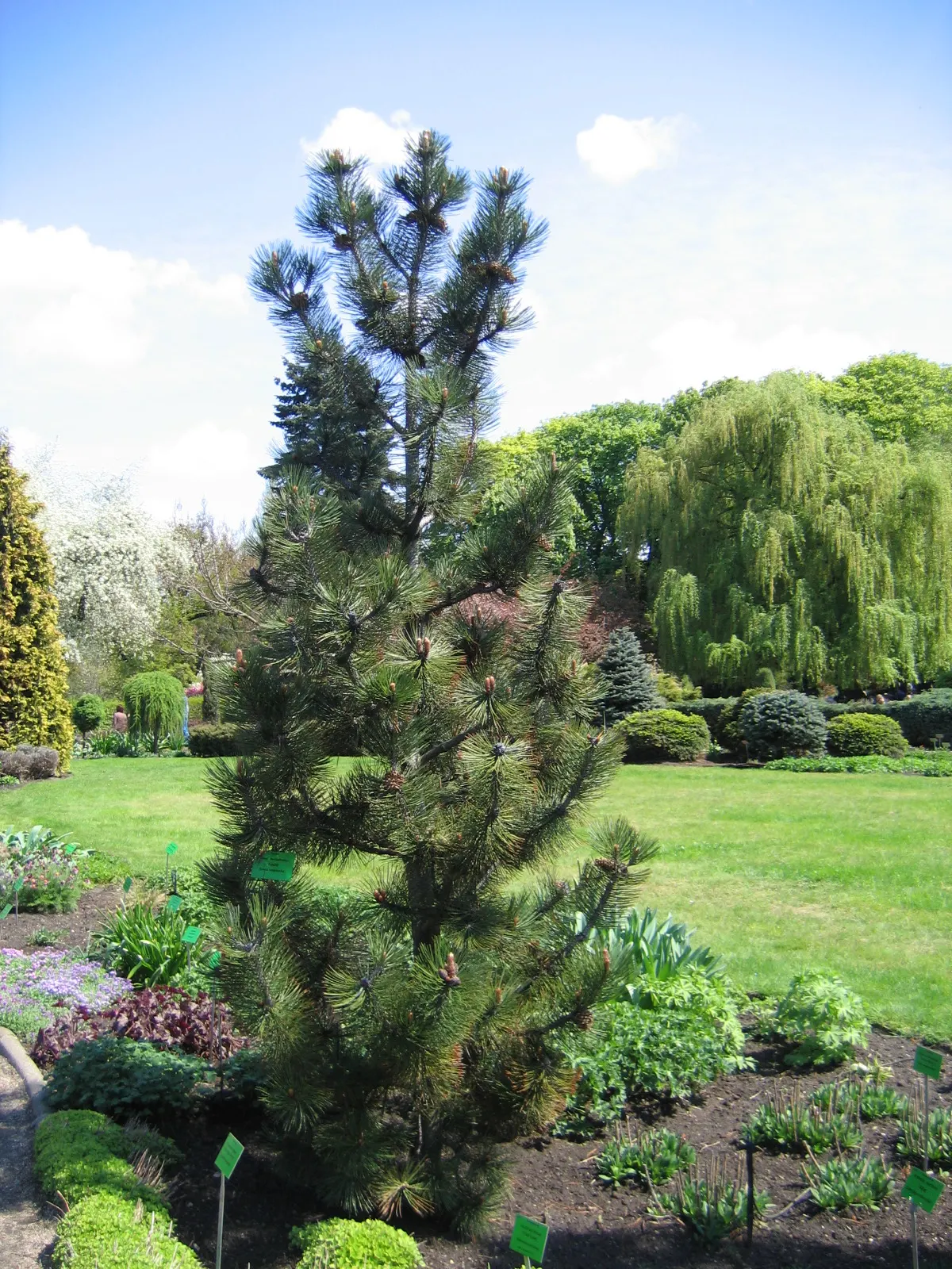 Bosnian Pine (Pinus Heldreichii) — adding a striking texture and color to the landscape; densely pyramidal to columnar form in its youth
