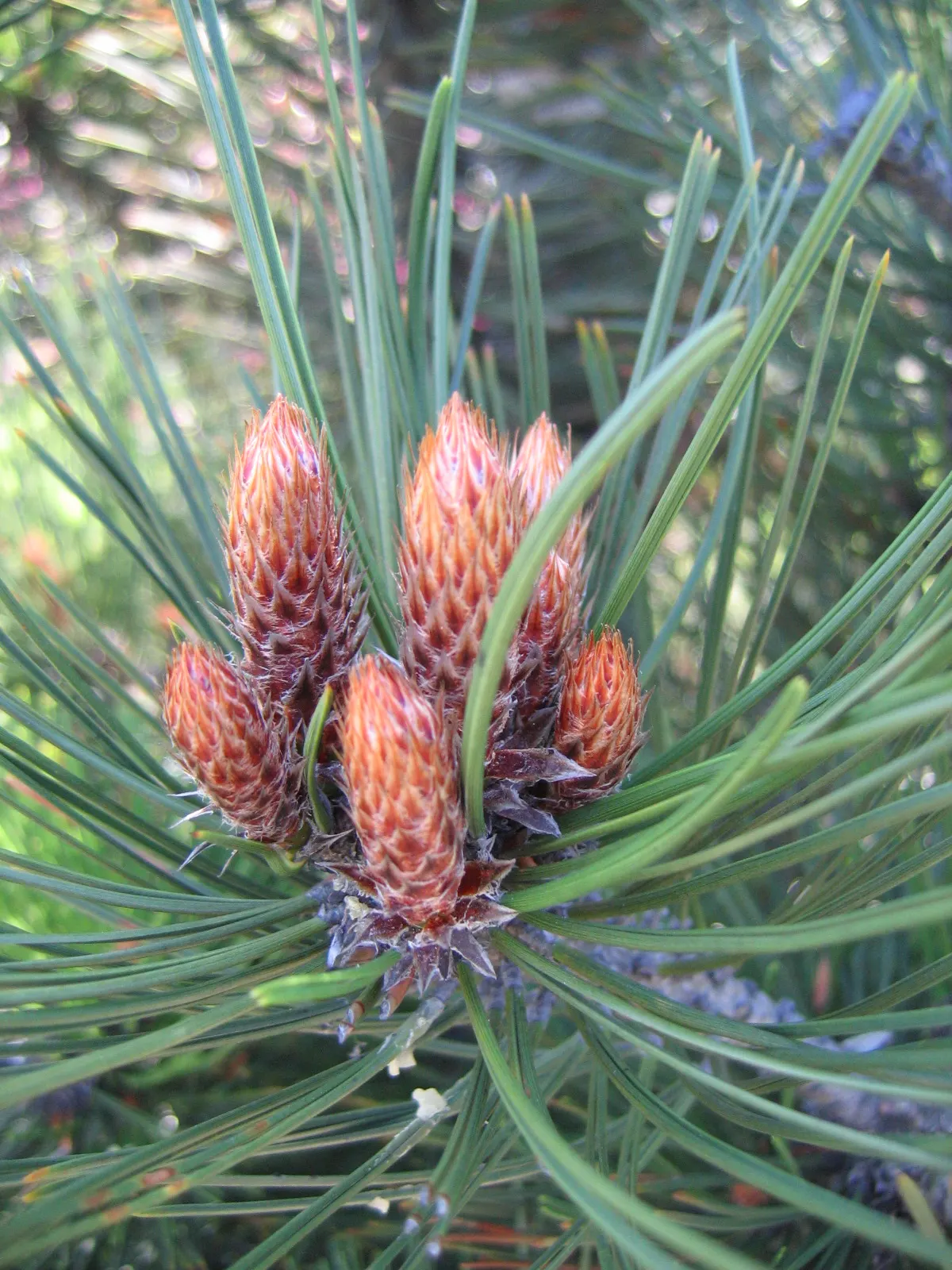 Bosnian Pine (Pinus Heldreichii) — This exquisite conifer can achieve a height ranging from 30 to 60 feet