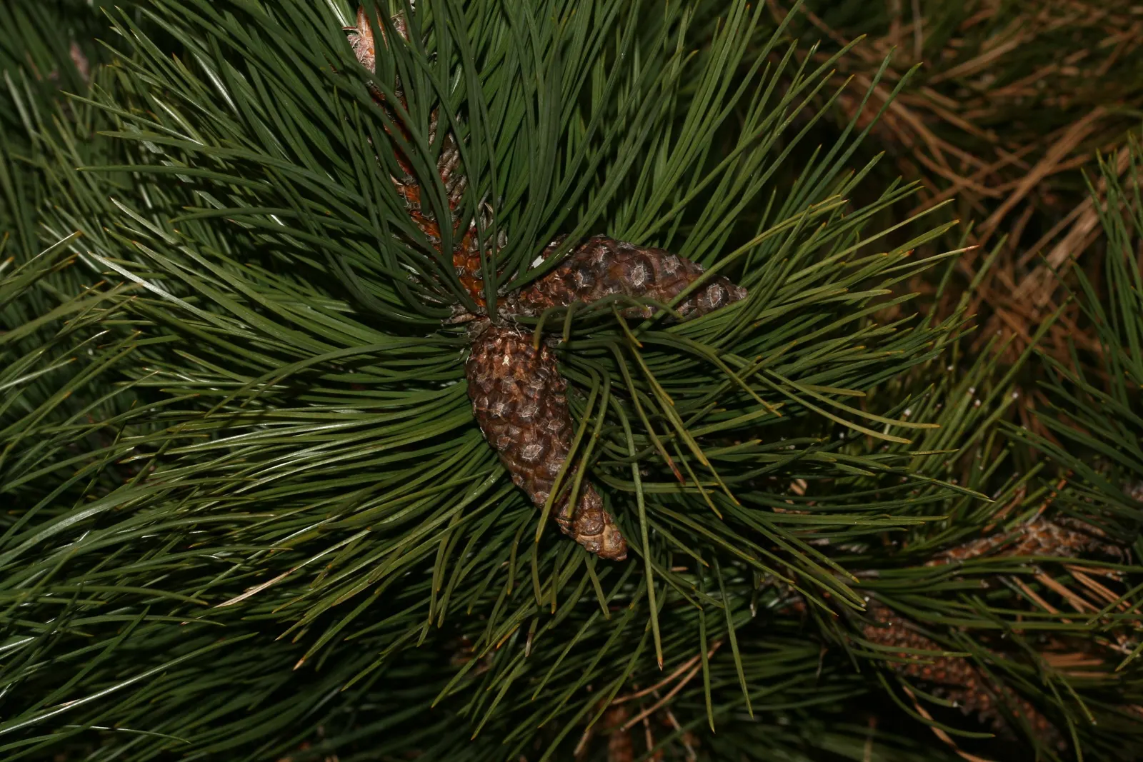 Bosnian Pine (Pinus Heldreichii) — Its dense, dark green needles and distinctive conical purple cones add year-round interest