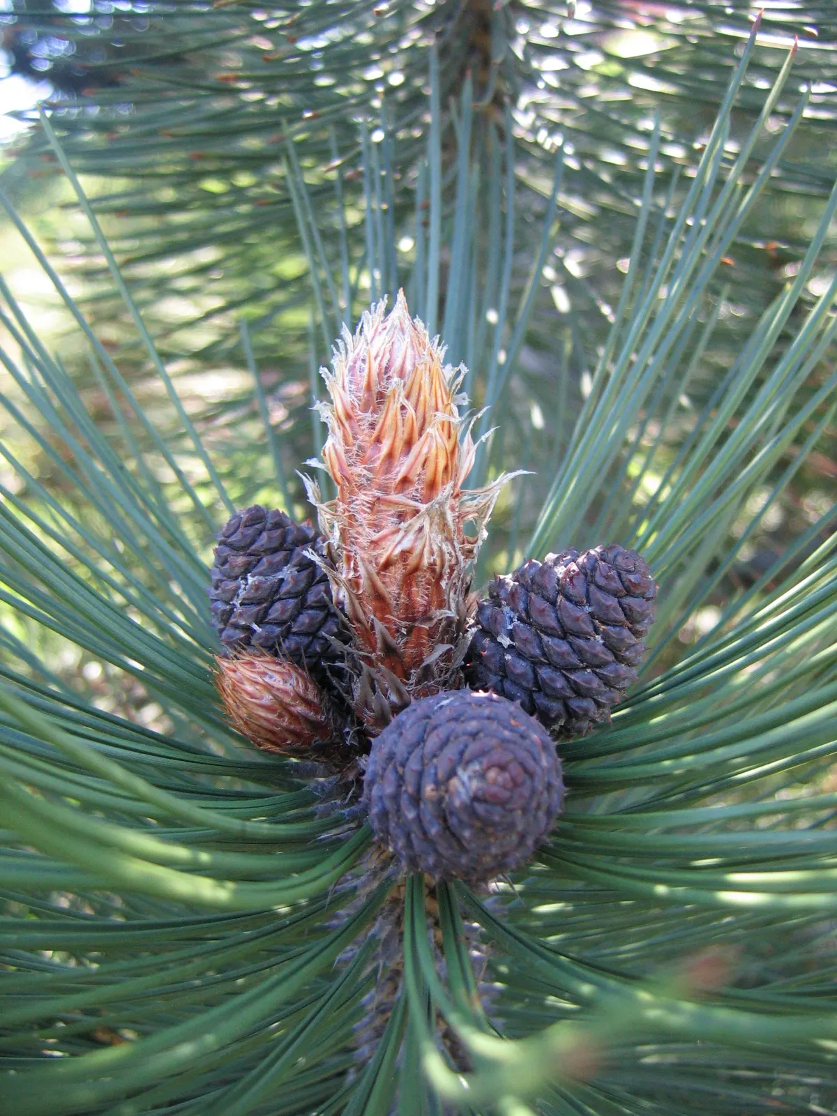 Bosnian Pine (Pinus Heldreichii) — with a canopy spread of 20 to 30 feet when reaching full maturity