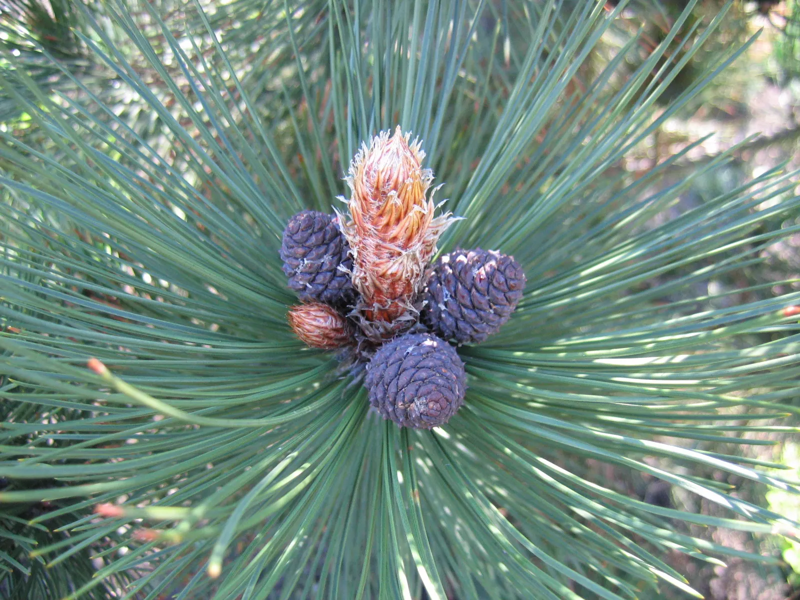 Bosnian Pine (Pinus Heldreichii) — scientifically known as Pinus heldreichii