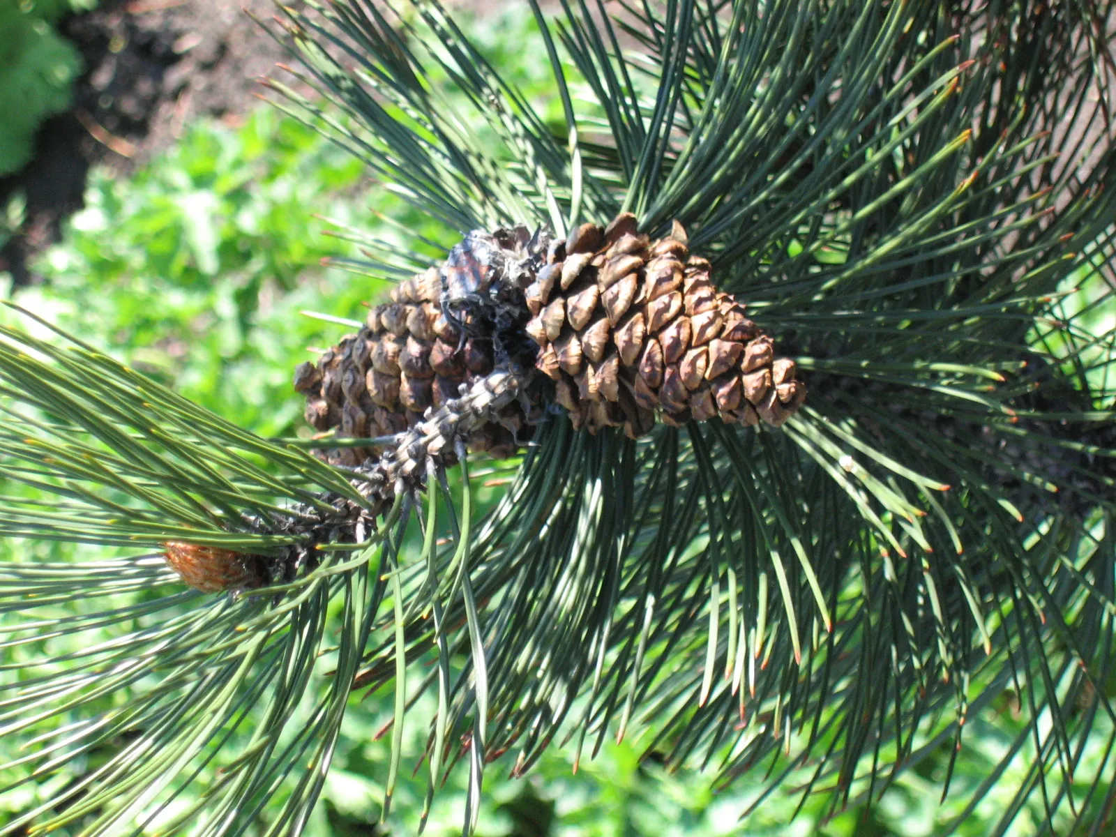 Bosnian Pine (Pinus Heldreichii) — The Bosnian Pine (Pinus heldreichii) is a robust evergreen conifer