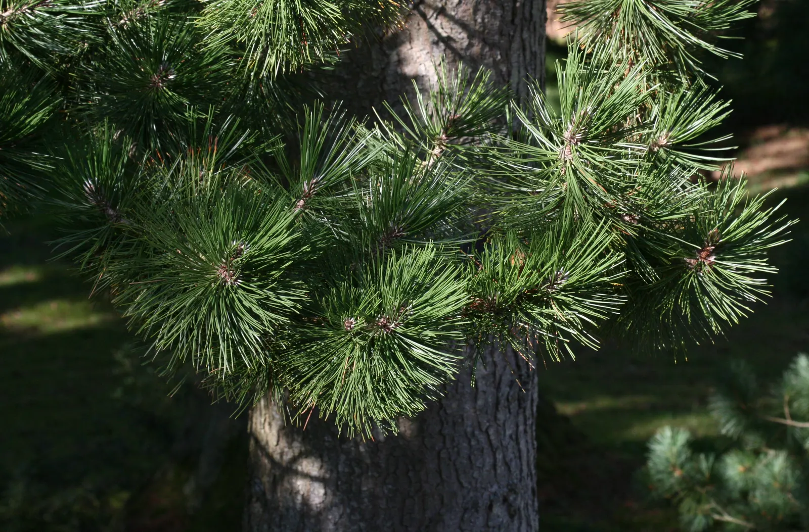 Bosnian Pine (Pinus Heldreichii) — with remarkable drought tolerance
