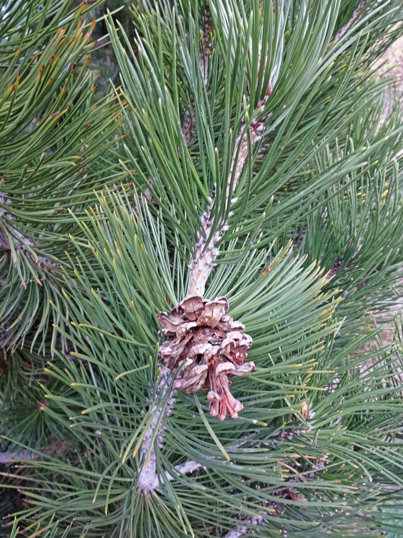 Bosnian Pine (Pinus Heldreichii) — It boasts a narrow, pyramidal form, reaching up to 40 feet in height with a spread of 10-20 feet