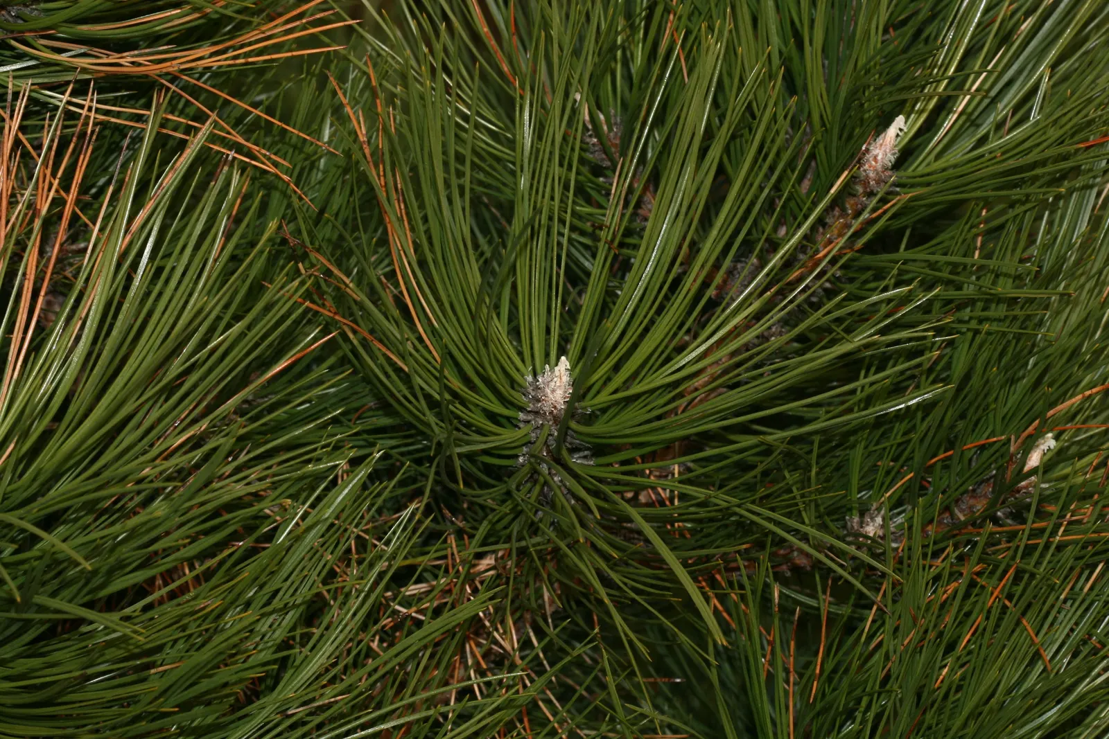 Bosnian Pine (Pinus Heldreichii) — Perfect for accentuating vertical lines in landscapes