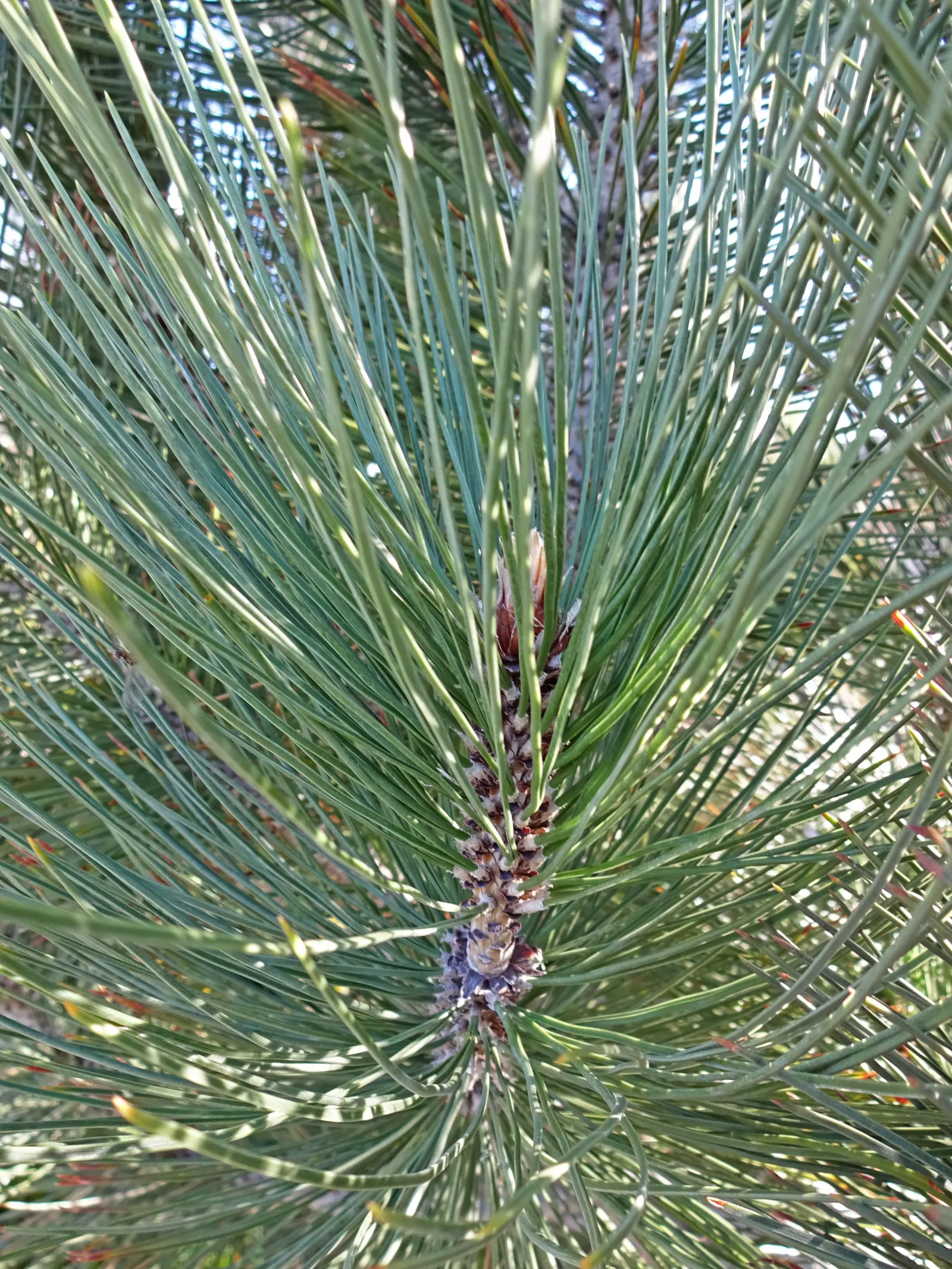 Bosnian Pine (Pinus Heldreichii) — gradually acquiring a more rounded and irregular crown with age; clients will appreciate its stately presence and the