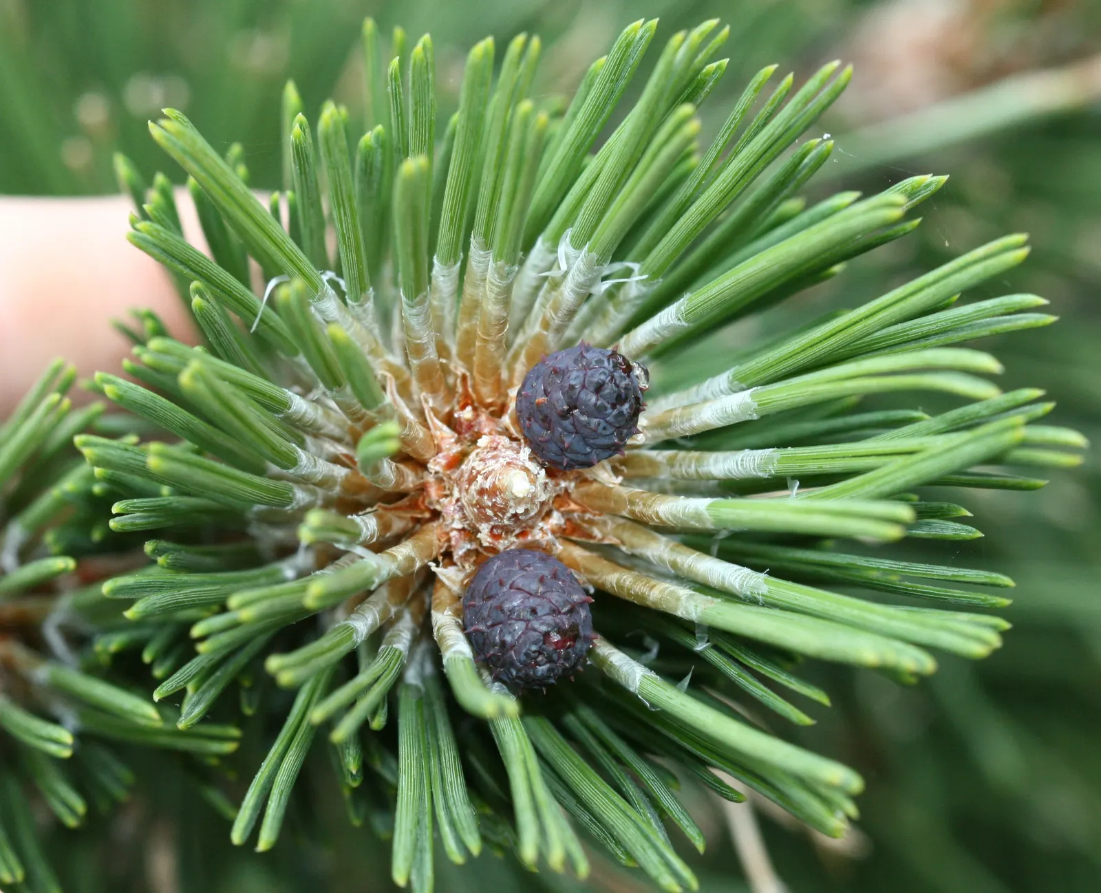 Bosnian Pine (Pinus Heldreichii) — It boasts a narrow, pyramidal form, reaching up to 40 feet in height with a spread of 10-20 feet; each measuring 1.5 to 3