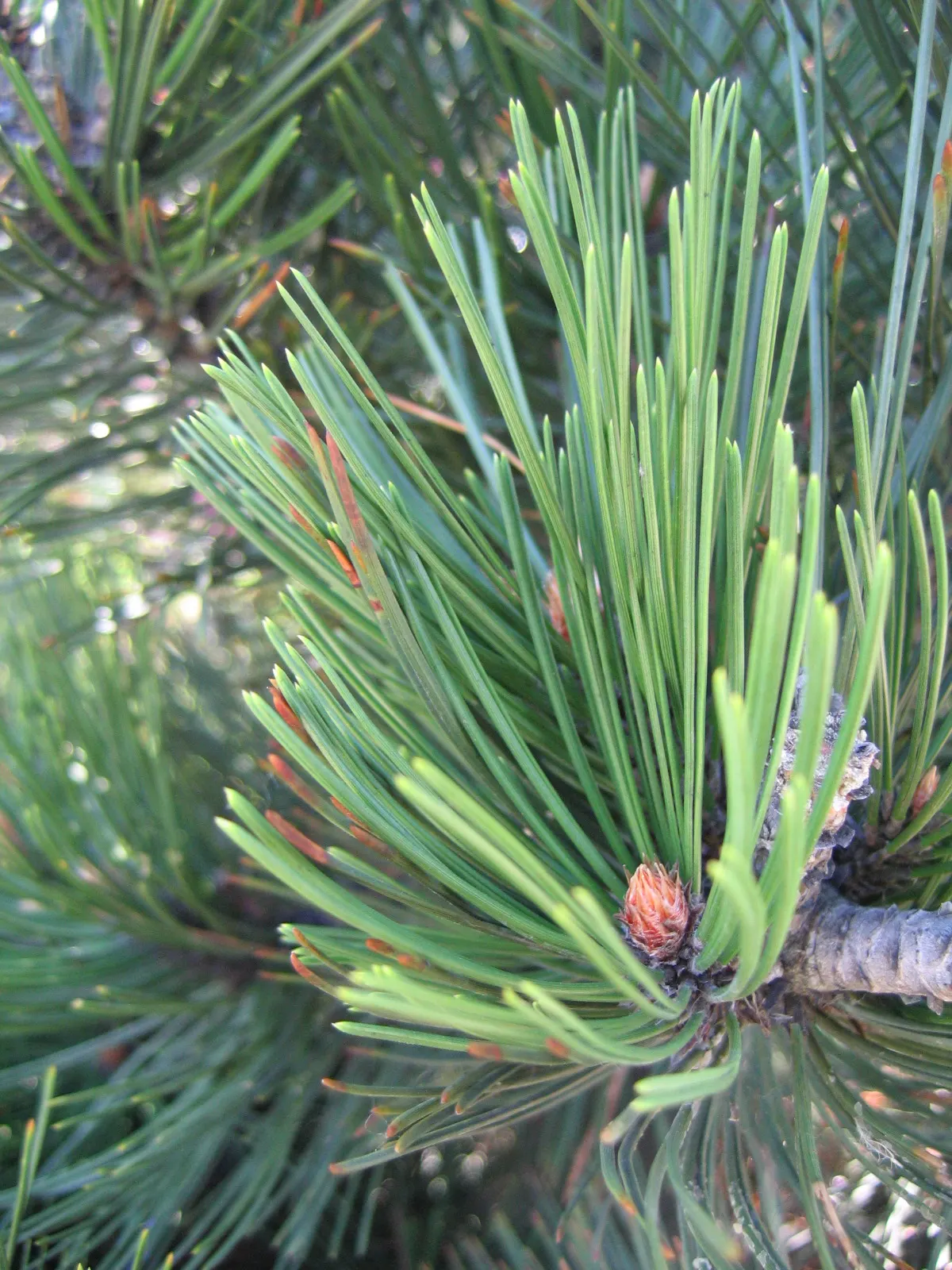 Bosnian Pine (Pinus Heldreichii) — is a majestic evergreen that is highly admired for its robust and picturesque growth habit