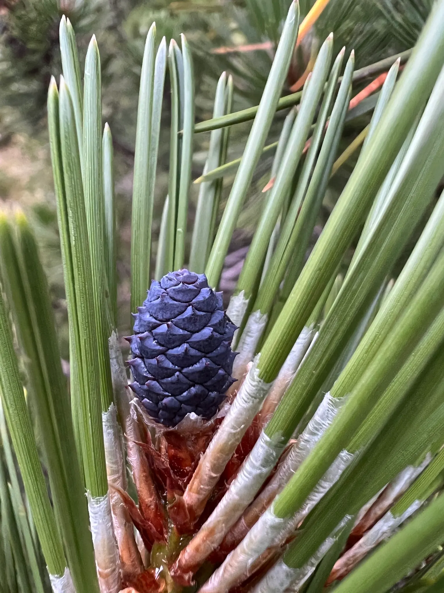 Bosnian Pine (Pinus Heldreichii) — gradually acquiring a more rounded and irregular crown with age
