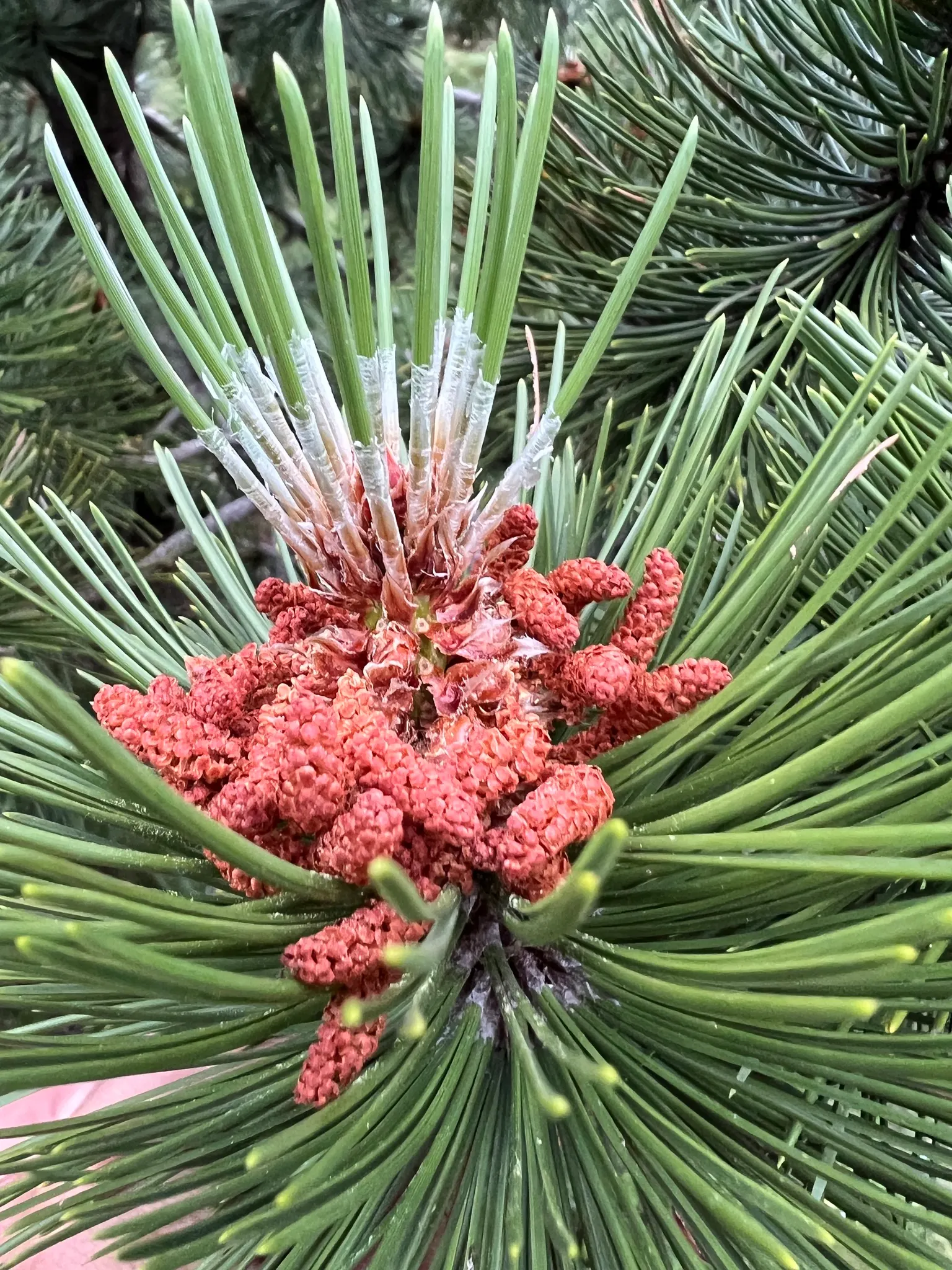 Bosnian Pine (Pinus Heldreichii) — densely pyramidal to columnar form in its youth
