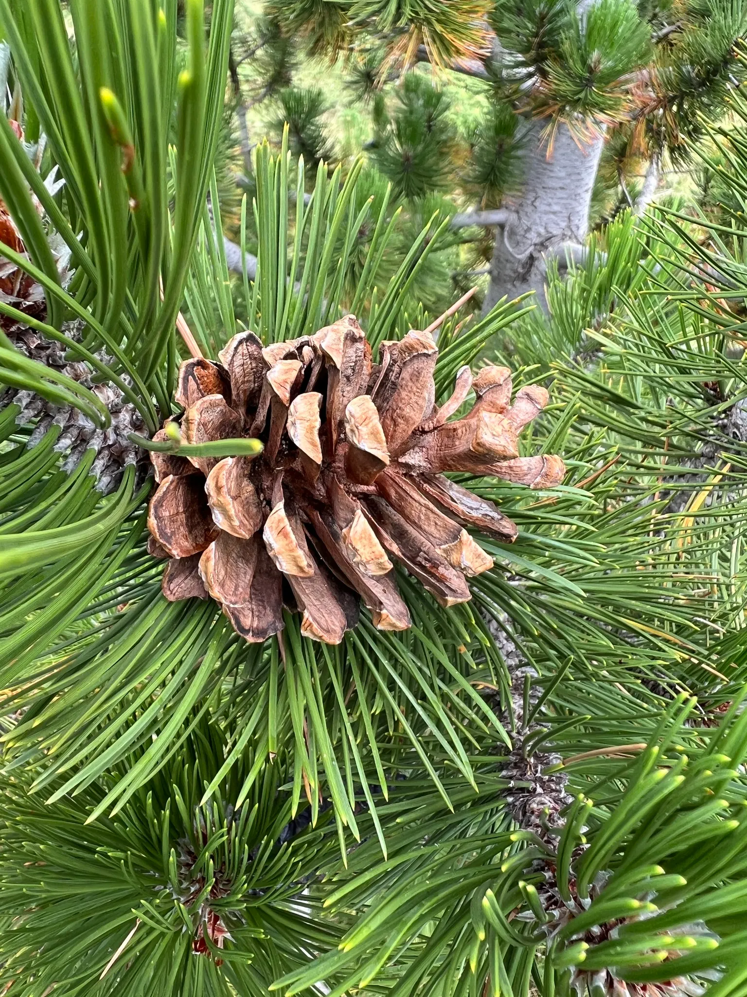 Bosnian Pine (Pinus Heldreichii) — <br><br>The needles of Pinus heldreichii are a rich