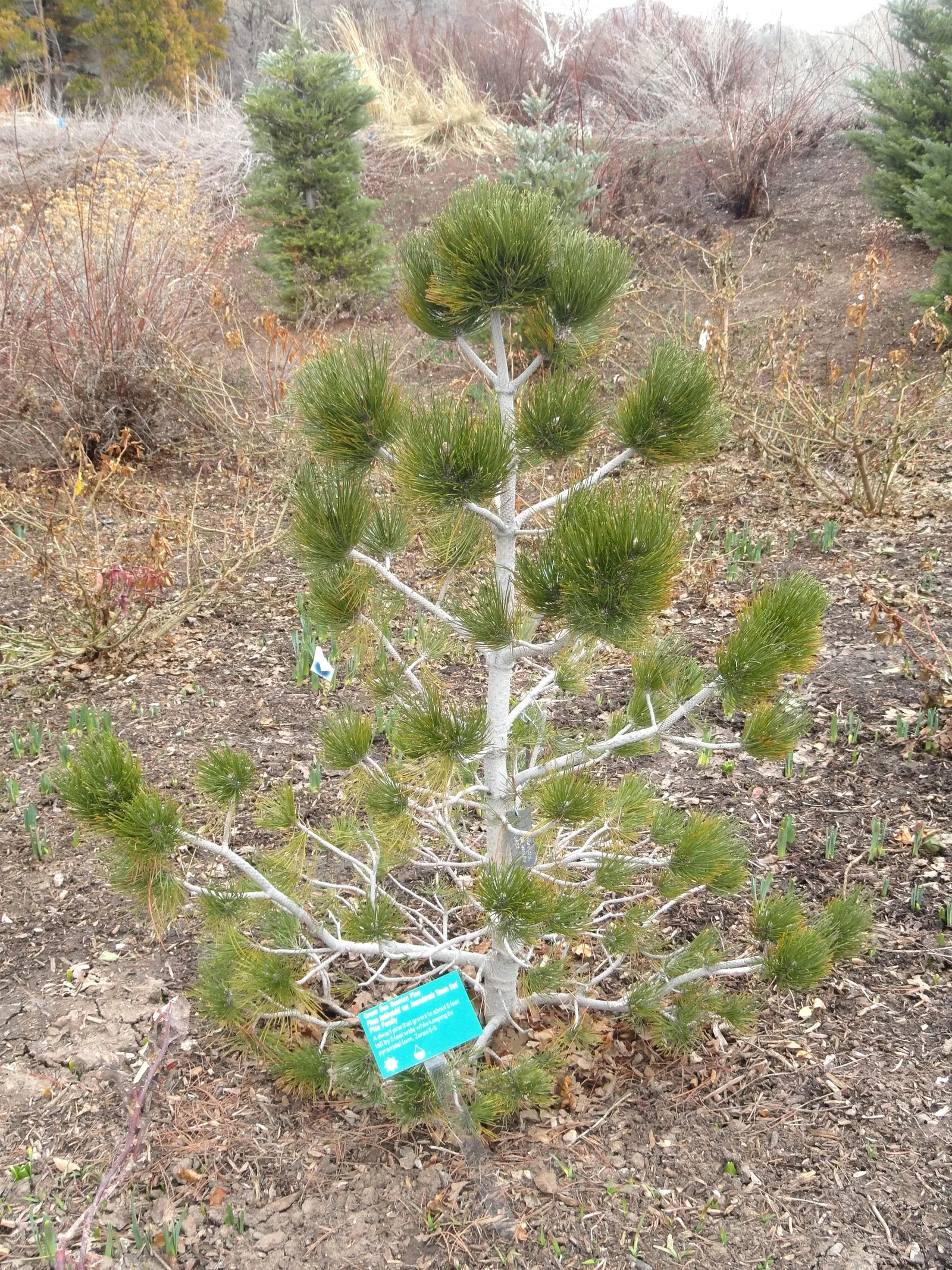 Bosnian Pine (Pinus Heldreichii) — growing up to 3 inches long