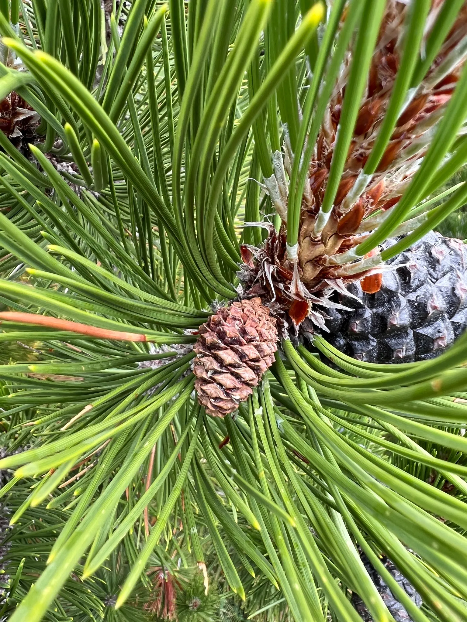 Bosnian Pine (Pinus Heldreichii) — The Bosnian Pine possesses a distinctive
