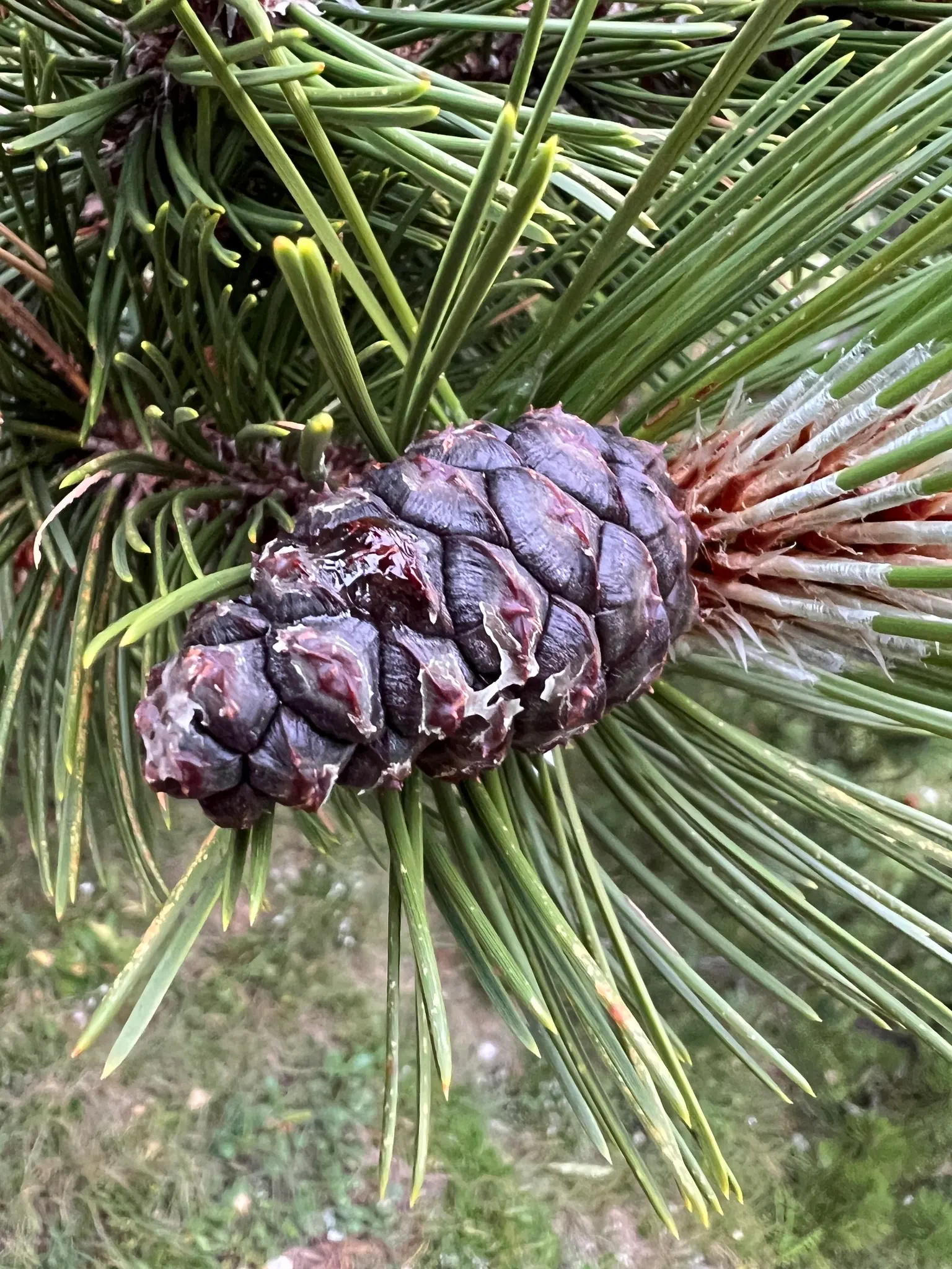 Bosnian Pine (Pinus Heldreichii) — each measuring 1.5 to 3 inches long