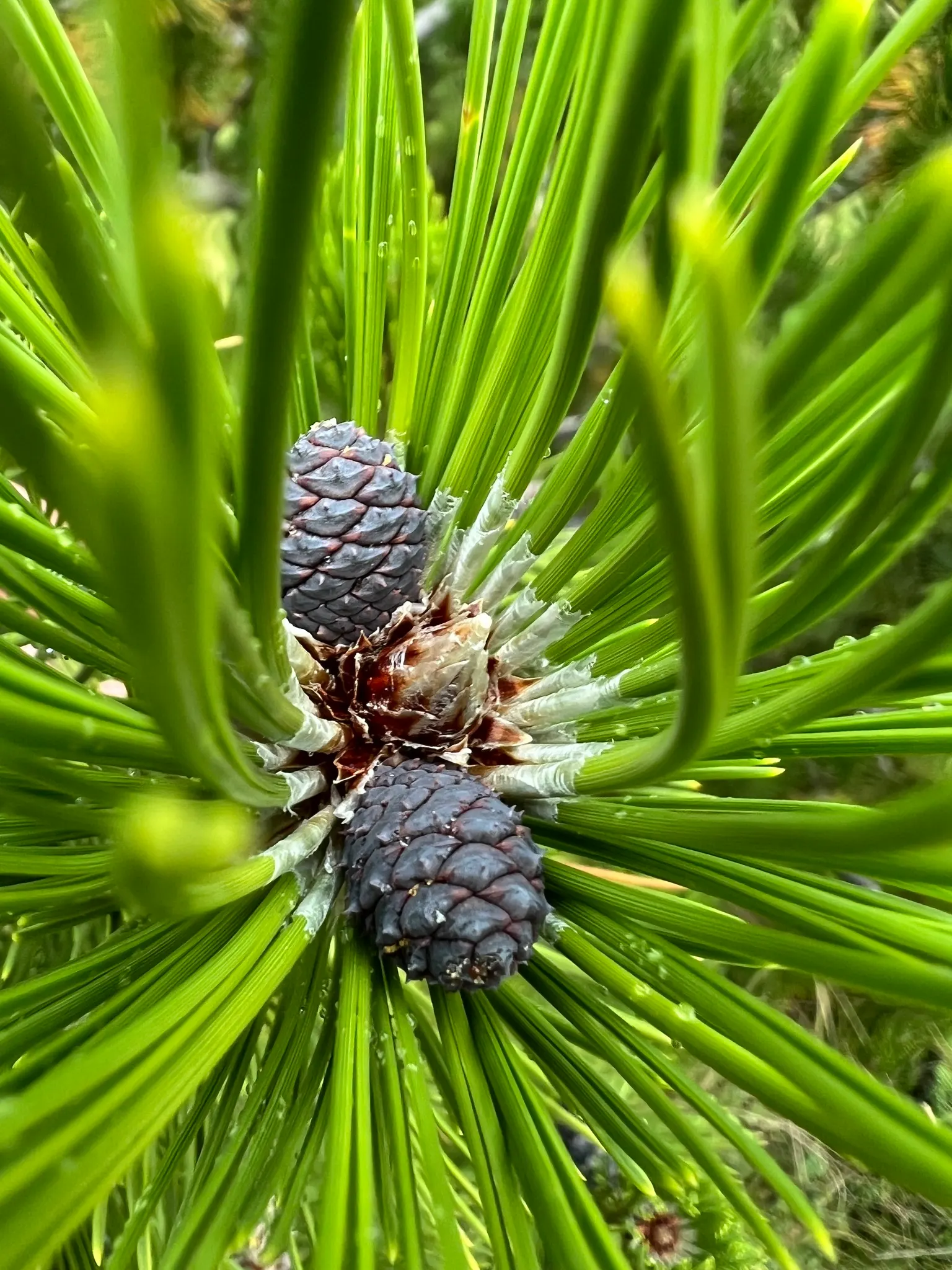 Bosnian Pine (Pinus Heldreichii) — They appear in bundles of two