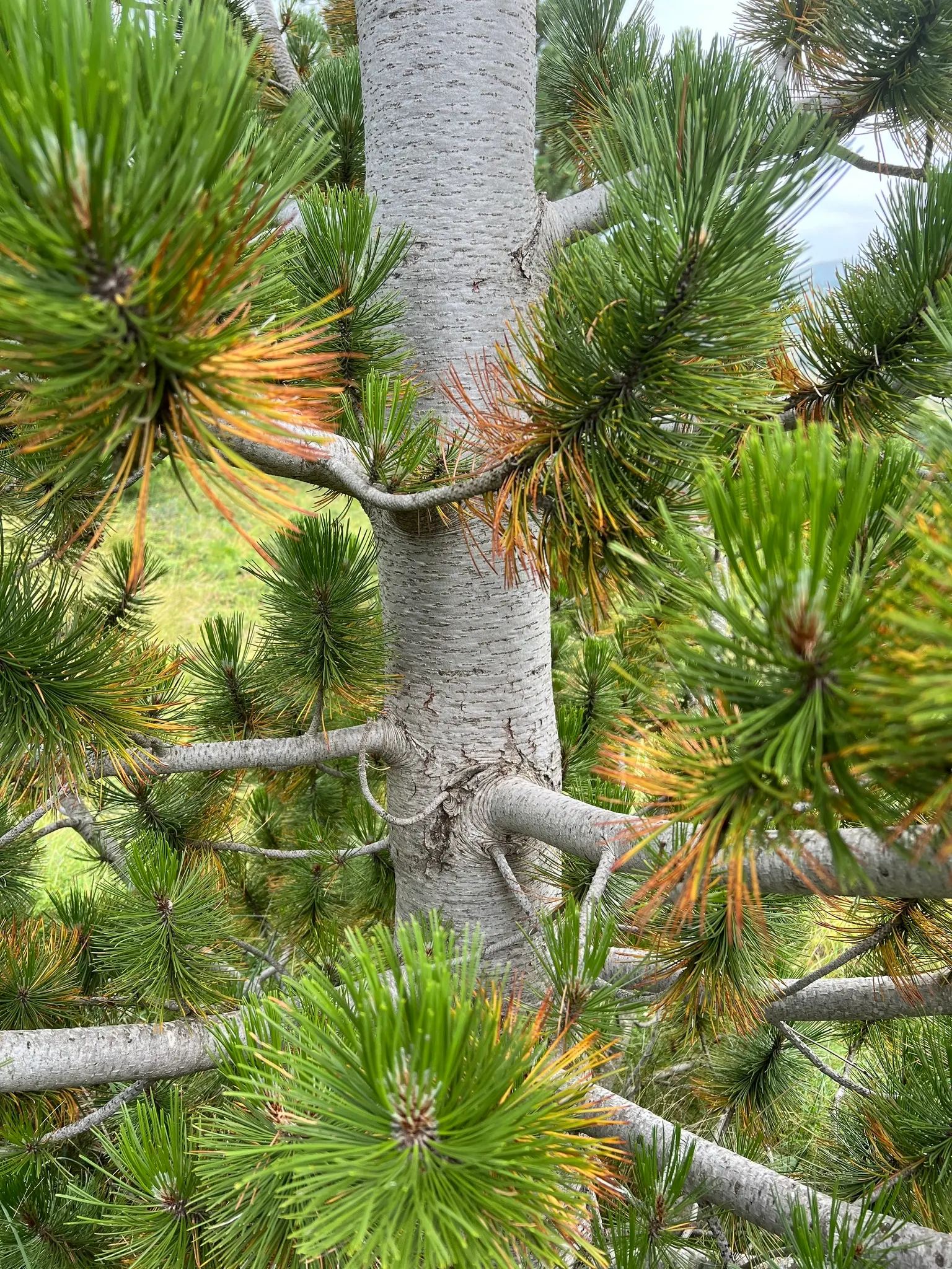 Bosnian Pine (Pinus Heldreichii) — adding a striking texture and color to the landscape