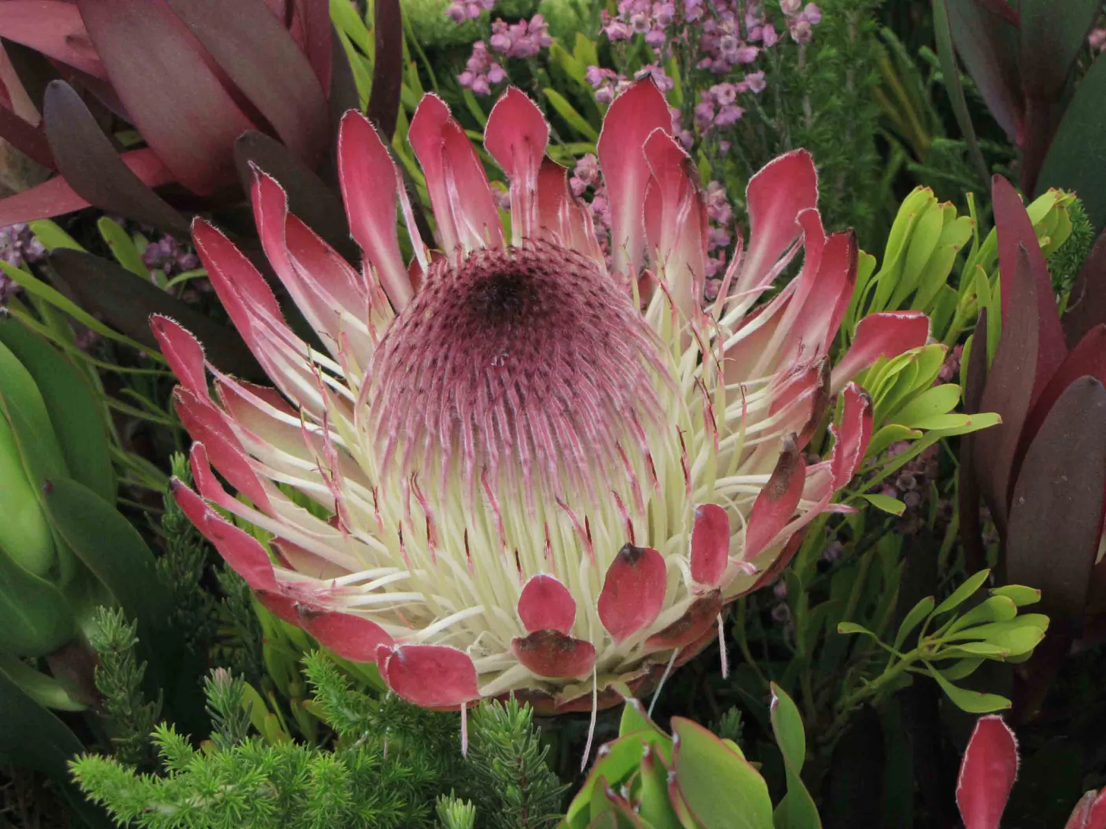Sylvia Protea (Protea 'Sylvia') — striking blossoms composed of bracts in varying shades of pink surrounding a central cone