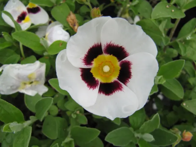 Hybrid Halimiocistus (Halimiocistus Wintonensis) — low-growing shrub reaching around 12-18 inches tall and 24 inches wide