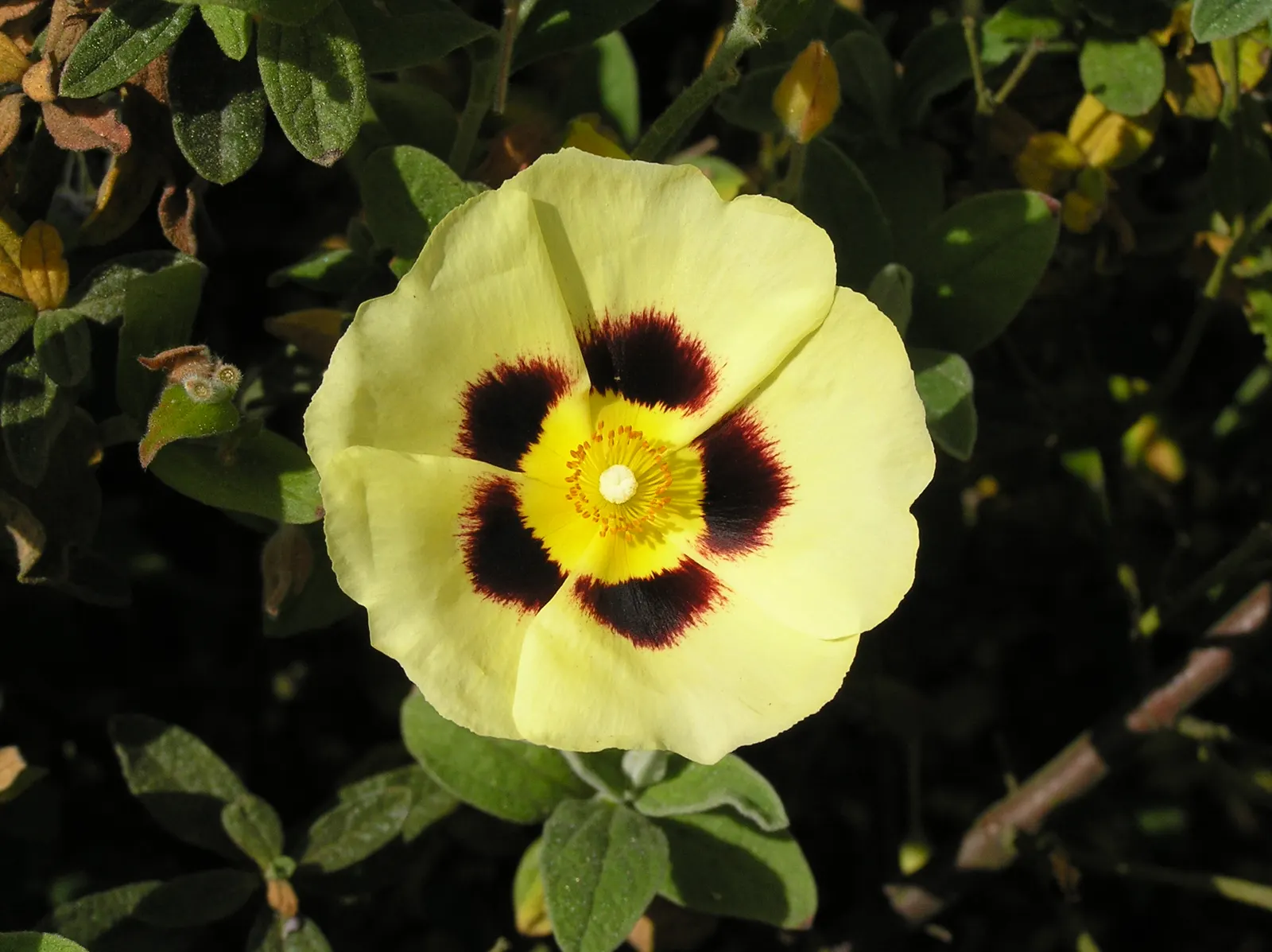 Hybrid Halimiocistus (Halimiocistus Wintonensis) — combining white petals and a yellow center throughout late spring to summer