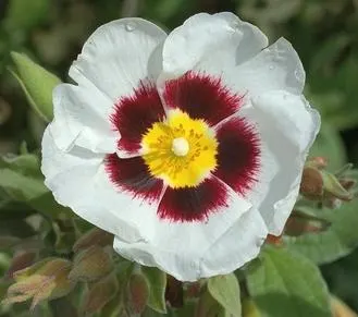 Hybrid Halimiocistus (Halimiocistus Wintonensis) — It's adorned with striking