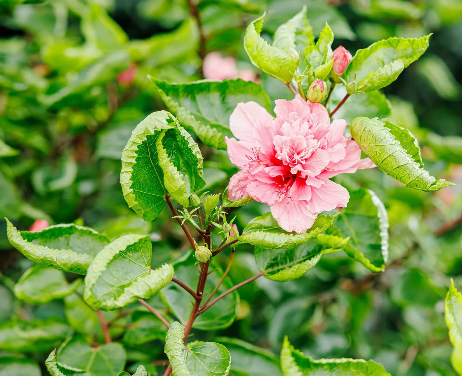 China Rose (Rosa Chinensis 'Mutabilis') — it thrives in full sun and well-draining soil
