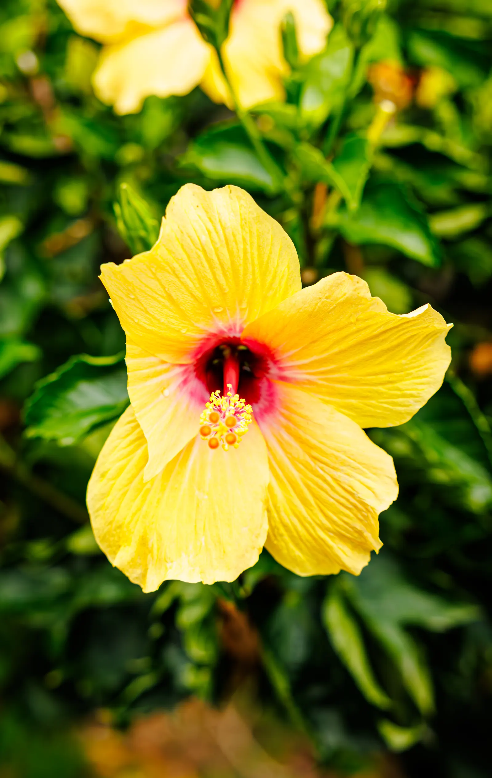 China Rose (Rosa Chinensis 'Mutabilis') — commonly referred to as the China Rose or Butterfly Rose