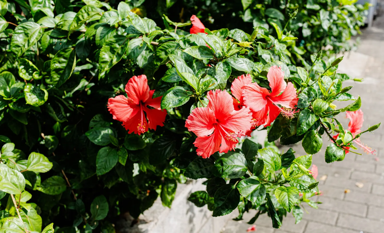 China Rose (Rosa Chinensis 'Mutabilis') — The blossoms unfurl as pale peach or yellow