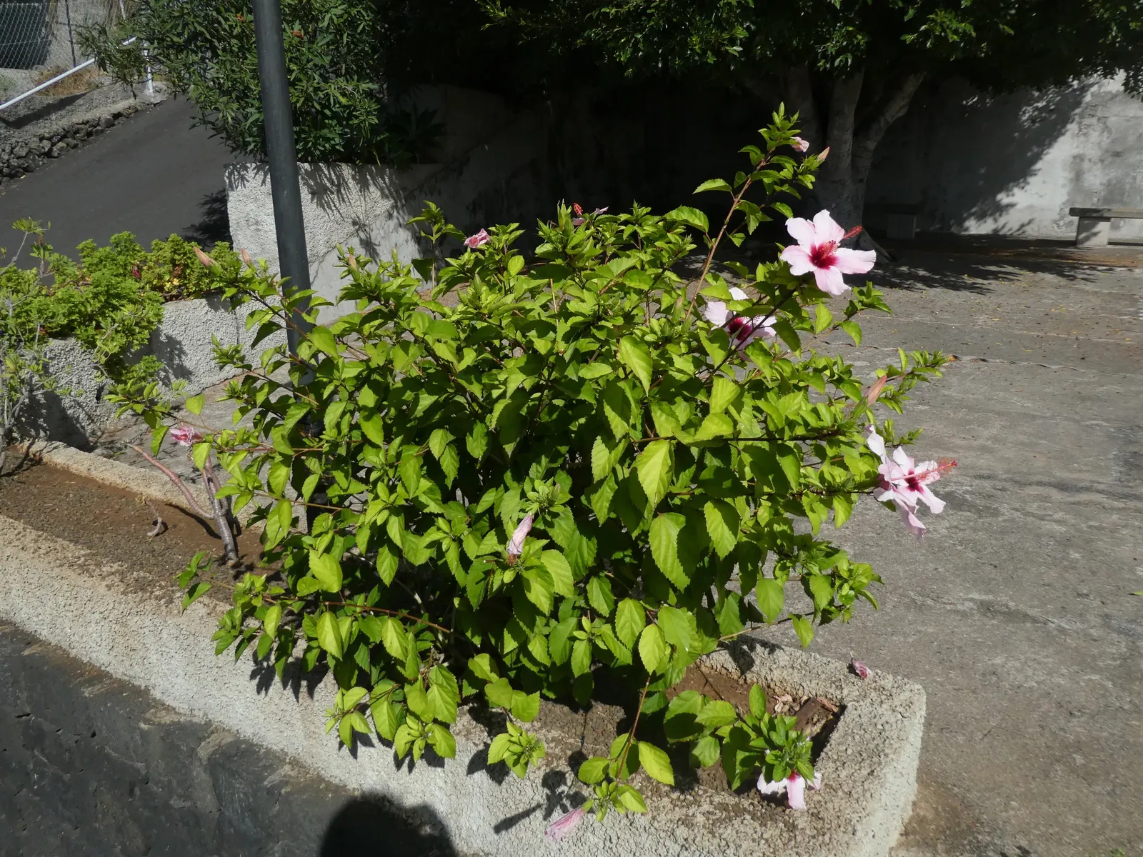 China Rose (Rosa Chinensis 'Mutabilis') — It requires moderate watering