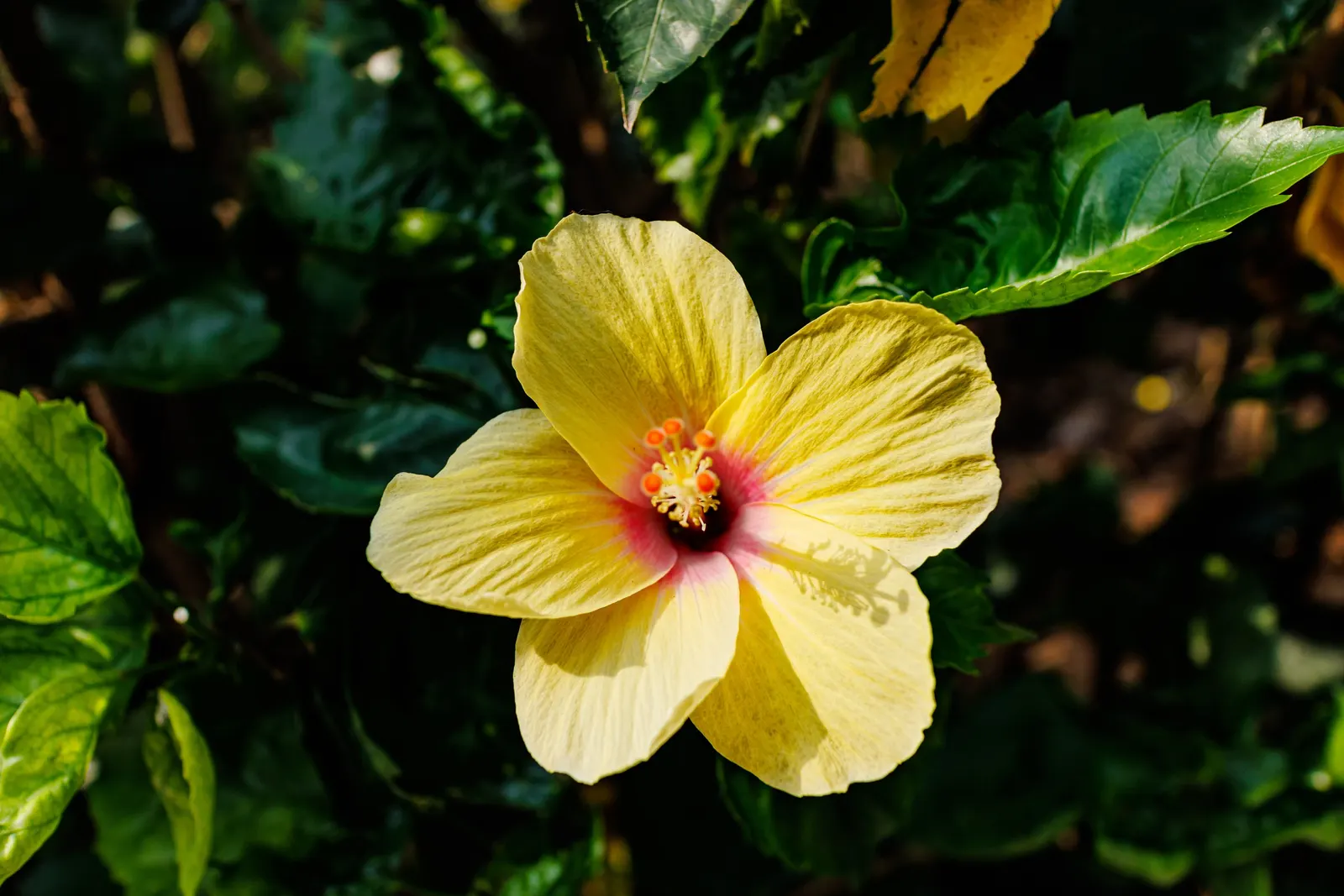 China Rose (Rosa Chinensis 'Mutabilis') — This multifaceted shrub typically reaches heights and spreads of 3 to 6 feet