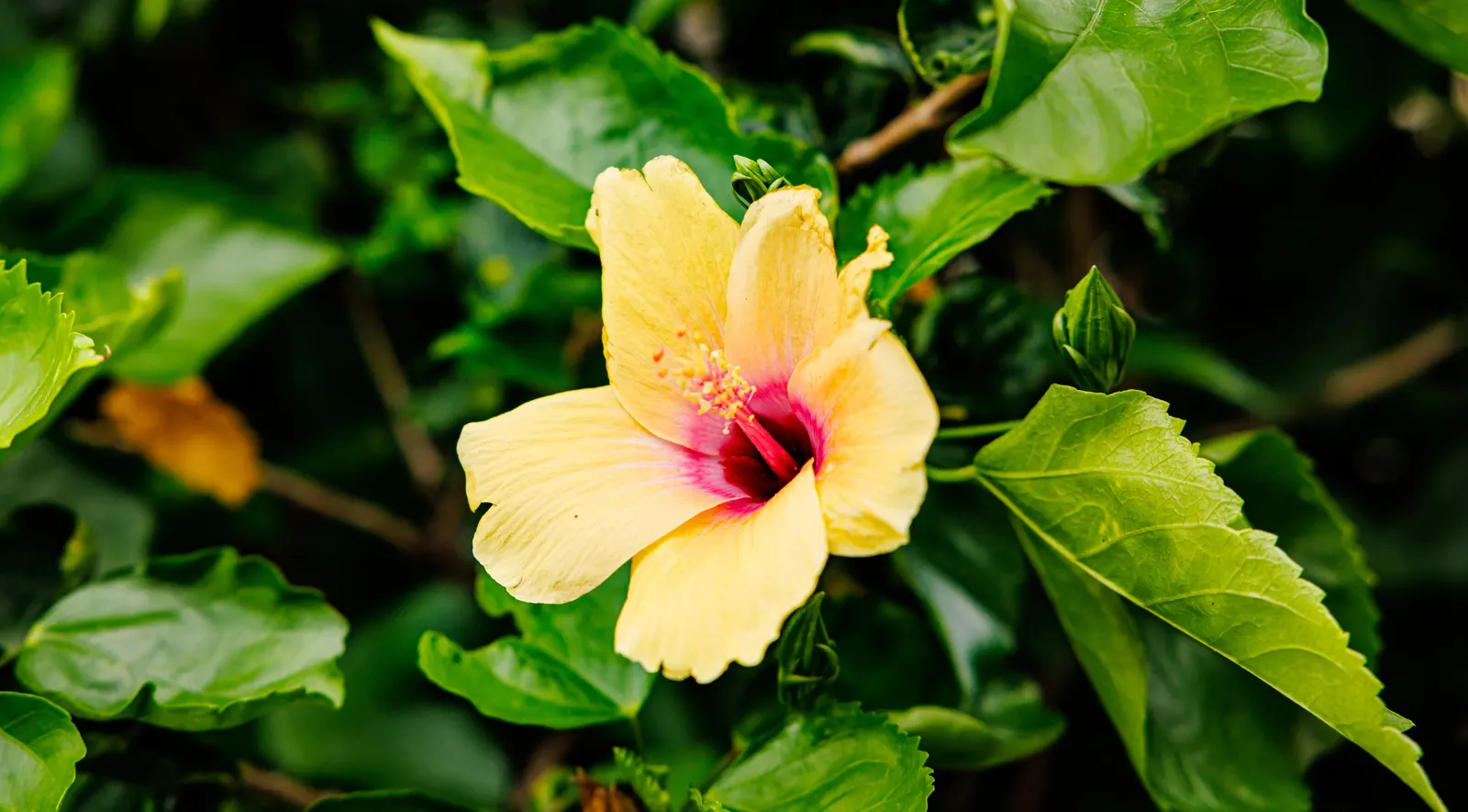 China Rose (Rosa Chinensis 'Mutabilis') — dating back to the 19th century