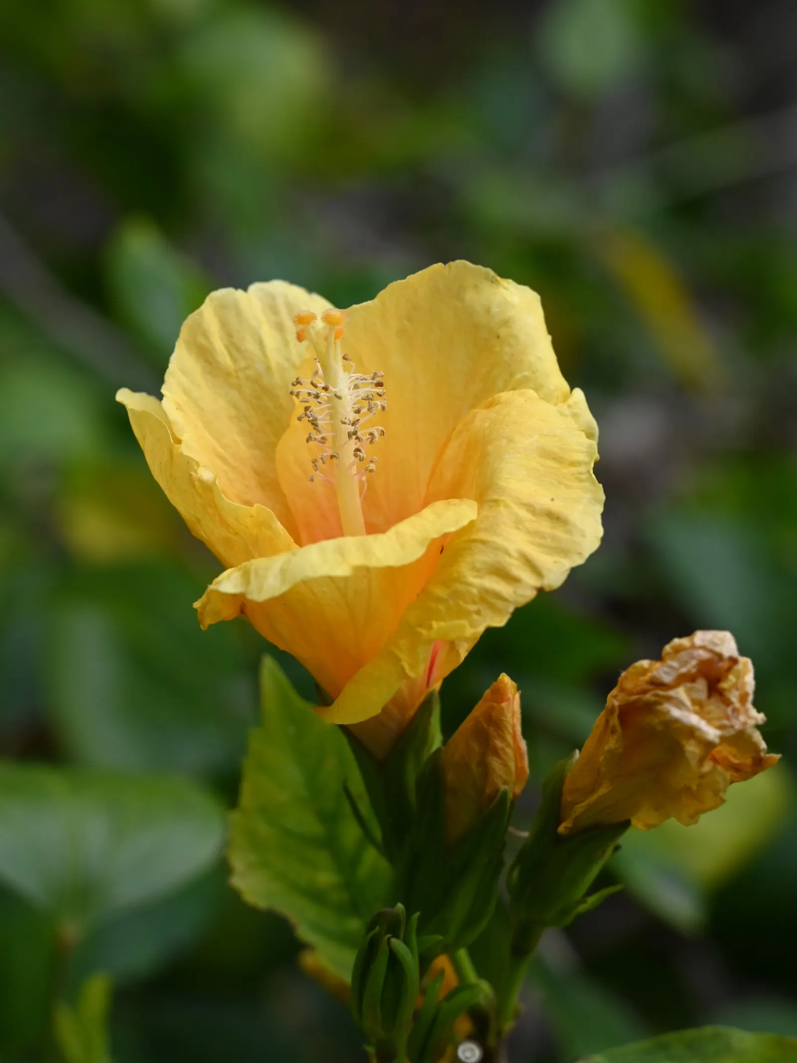 China Rose (Rosa Chinensis 'Mutabilis') — this heritage rose embraces historical significance