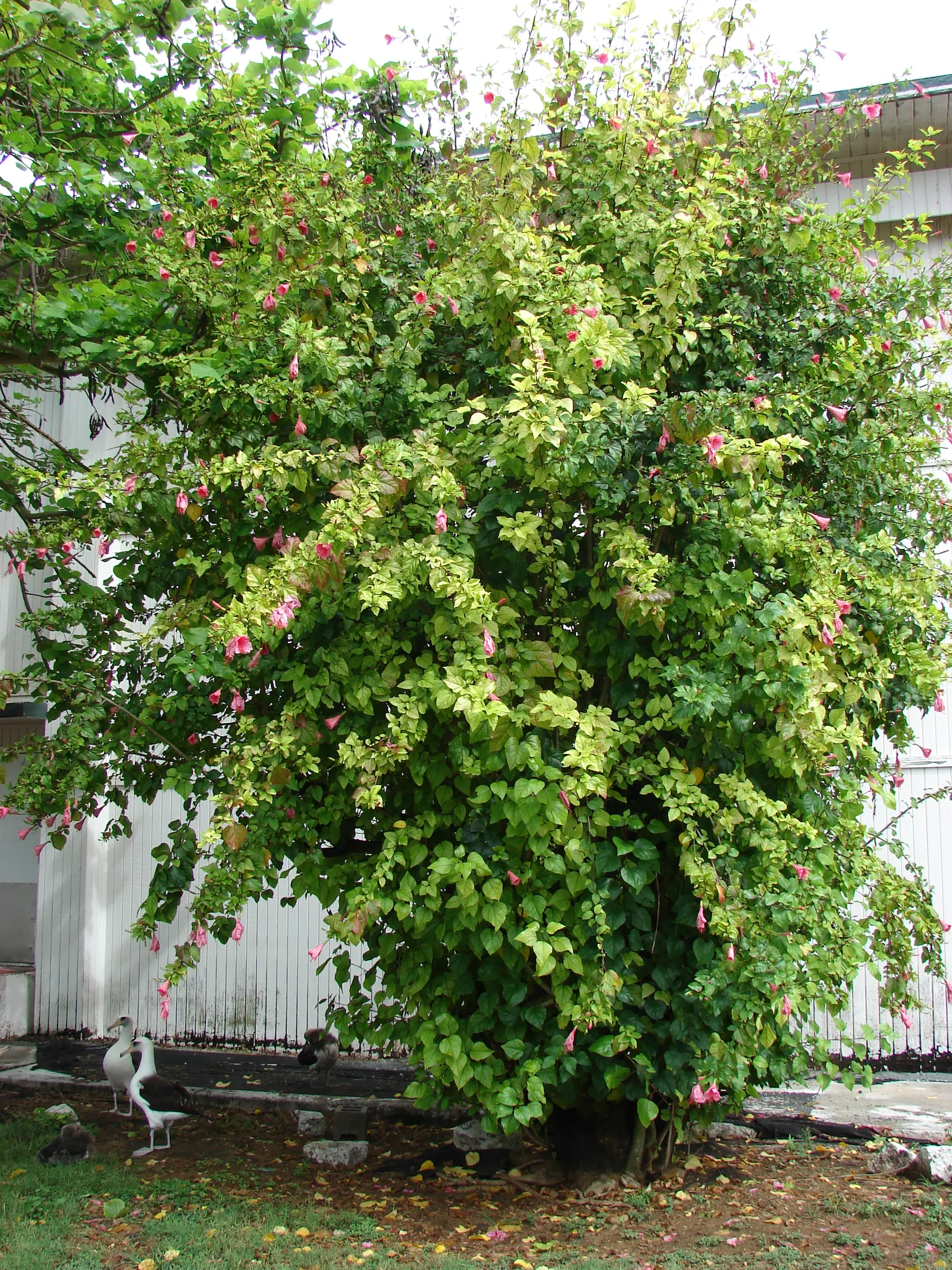 China Rose (Rosa Chinensis 'Mutabilis') — This rose variety is appreciated for its relative disease resistance