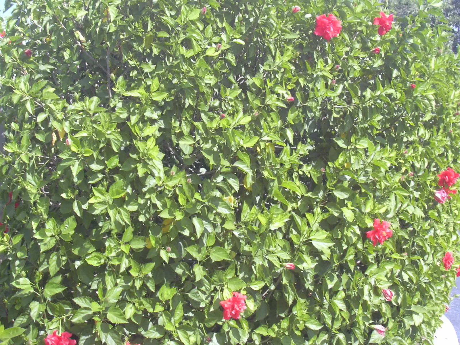 China Rose (Rosa Chinensis 'Mutabilis') — plant 'Mutabilis' in well-drained soil exposed to full sun to light shade