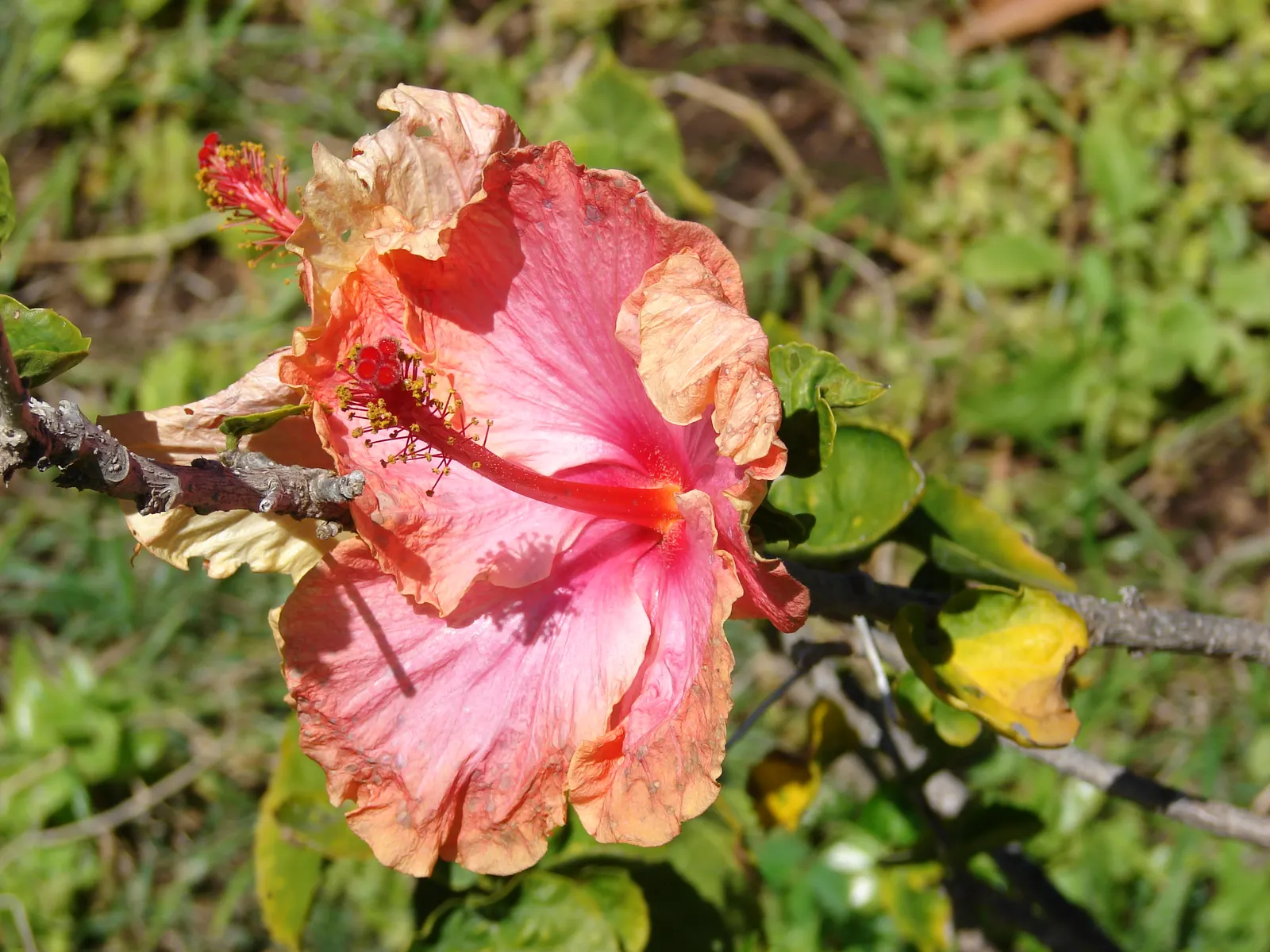 China Rose (Rosa Chinensis 'Mutabilis') — offering gardeners an extended period of visual delight.<br><br>For optimal growth