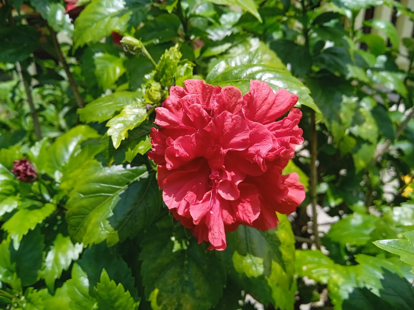 China Rose (Rosa Chinensis 'Mutabilis') — especially in the drier months