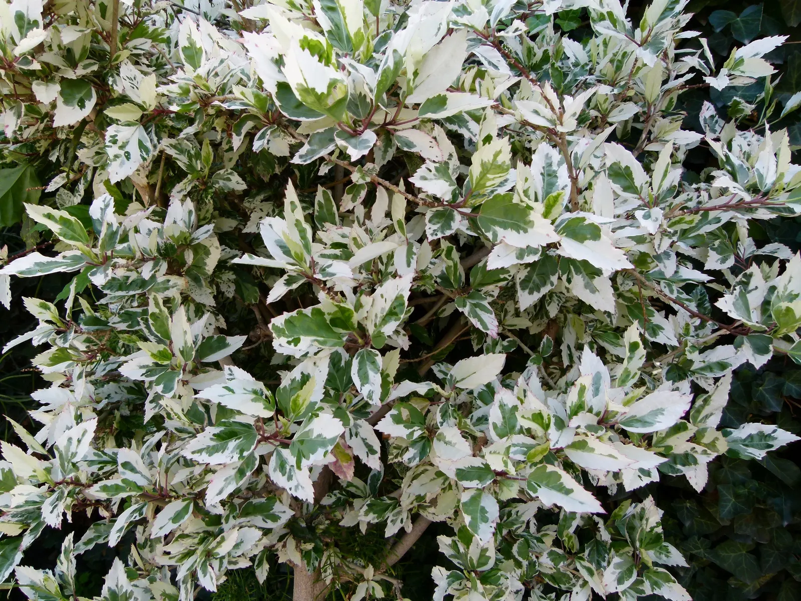 China Rose (Rosa Chinensis 'Mutabilis') — ever-changing display from spring until the first frost