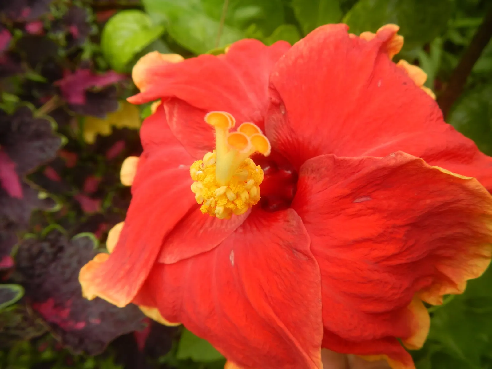 China Rose (Rosa Chinensis 'Mutabilis') — emulating fluttering butterflies