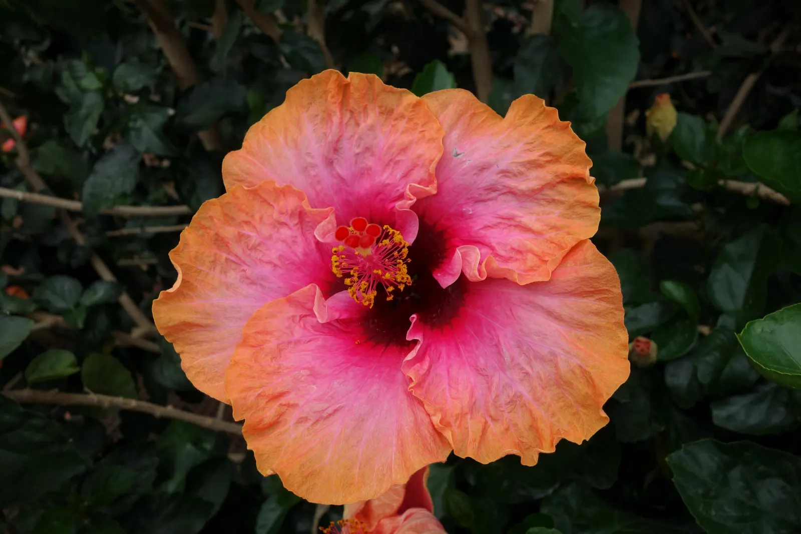China Rose (Rosa Chinensis 'Mutabilis') — The flowering season extends from late spring into early fall