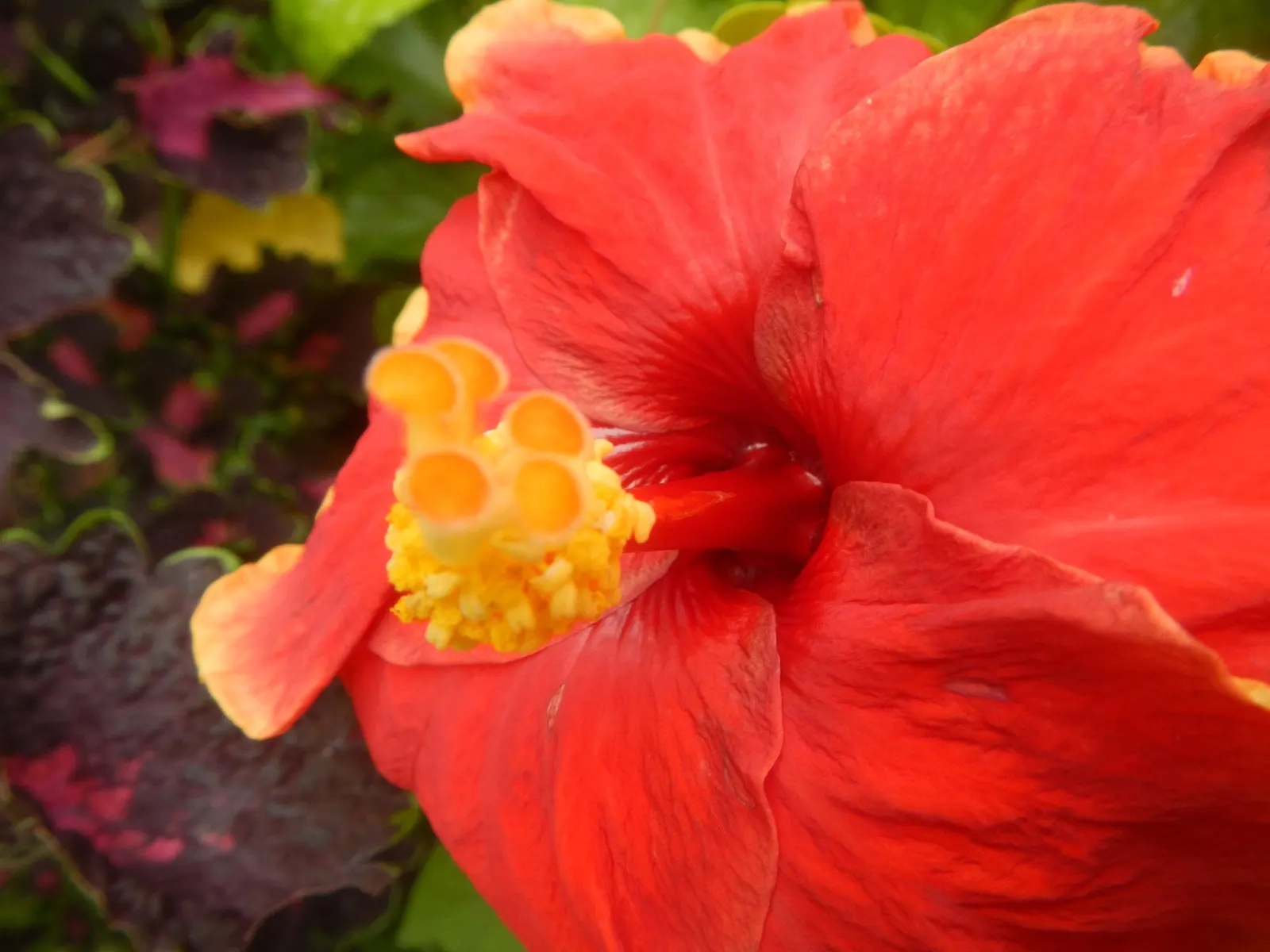 China Rose (Rosa Chinensis 'Mutabilis') — commonly known as China Rose