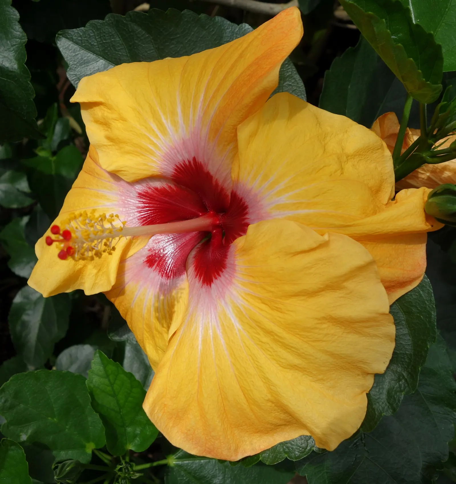 China Rose (Rosa Chinensis 'Mutabilis') — These lush blooms vary in diameter from 2 to 3 inches