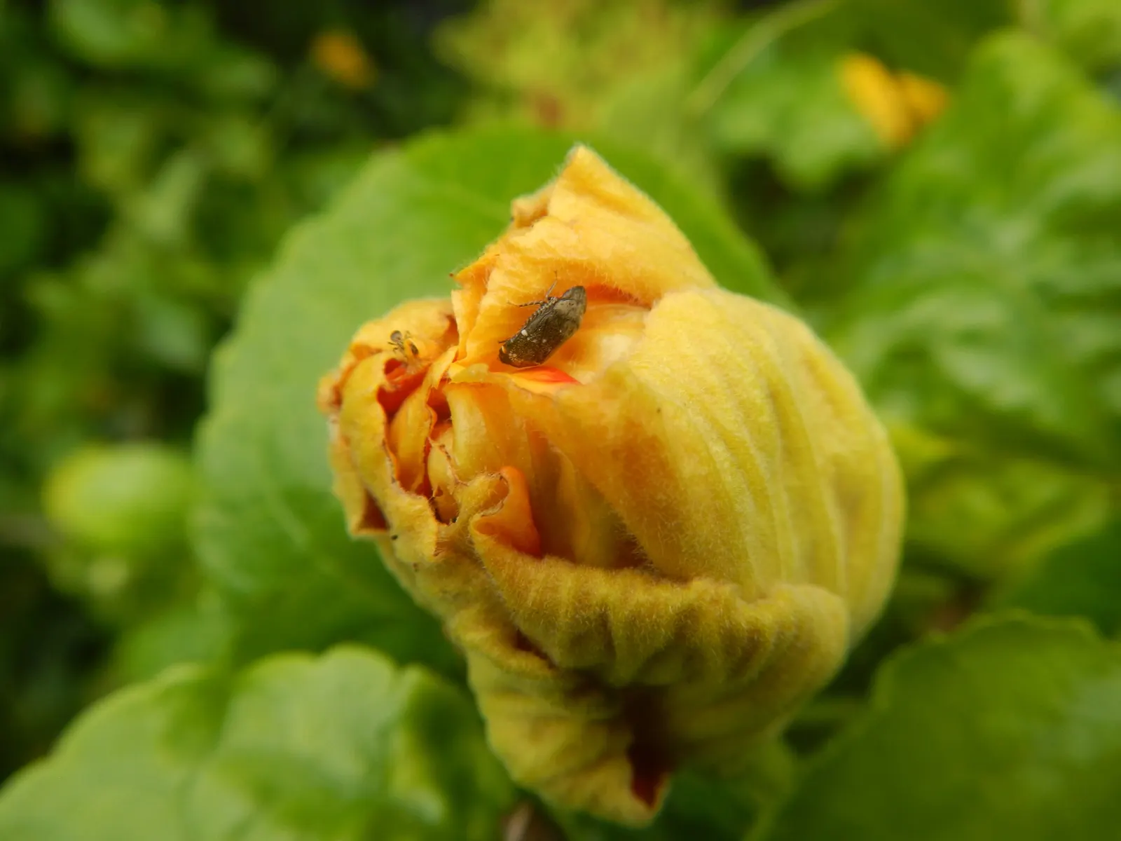 China Rose (Rosa Chinensis 'Mutabilis') — although regular monitoring for common rose afflictions is advised