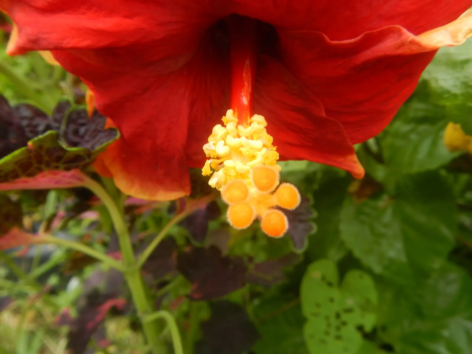 China Rose (Rosa Chinensis 'Mutabilis') — notable for its distinct color-changing blossoms