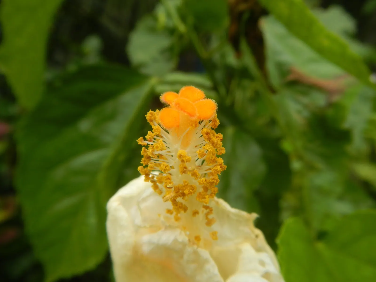 China Rose (Rosa Chinensis 'Mutabilis') — a moderate size that's well-suited for a variety of garden placements